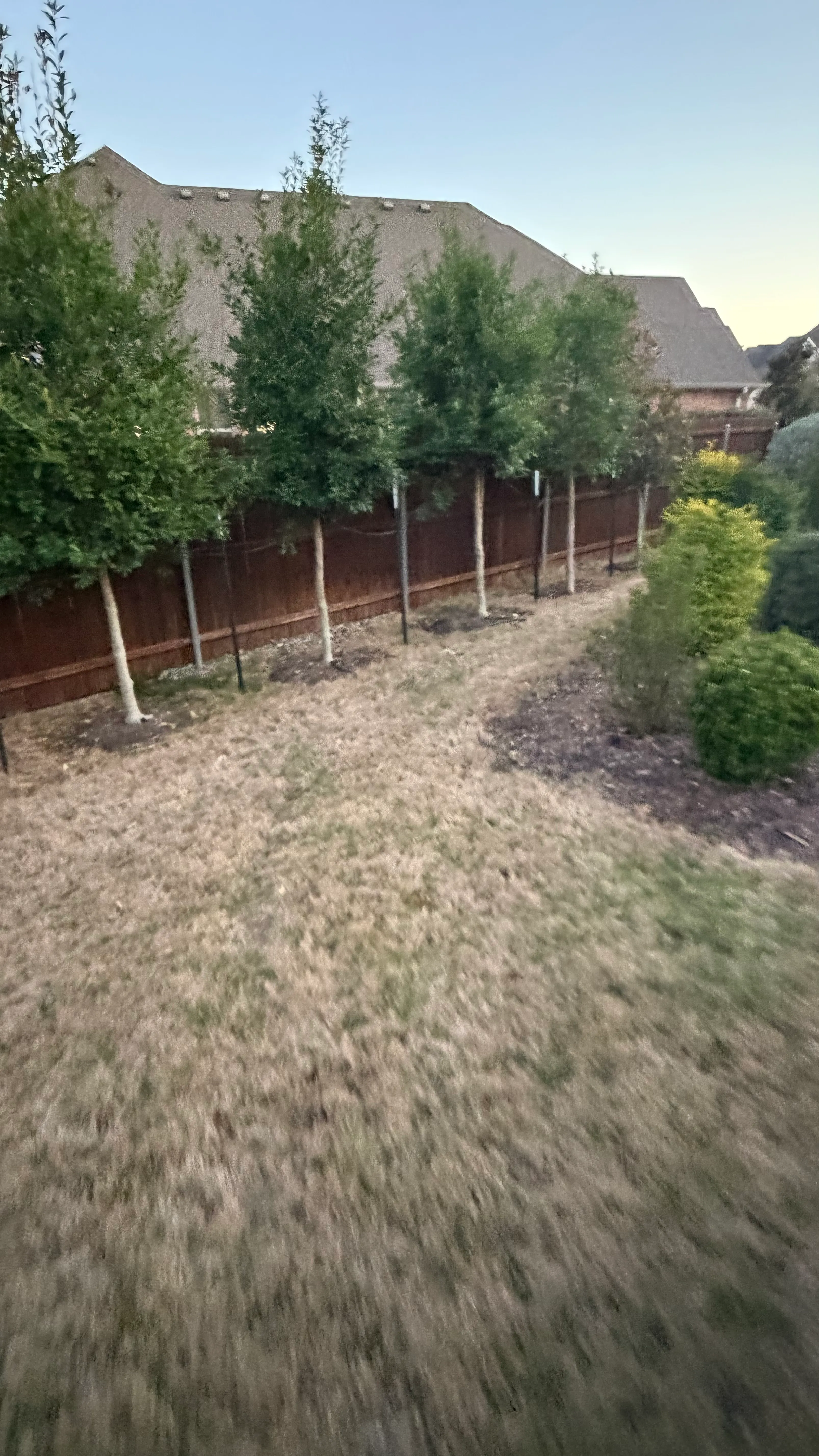 Parks of Aledo backyard conversion: 1,750 SF of turf that disappears into the greenbelt, plus a paver walkway — before
