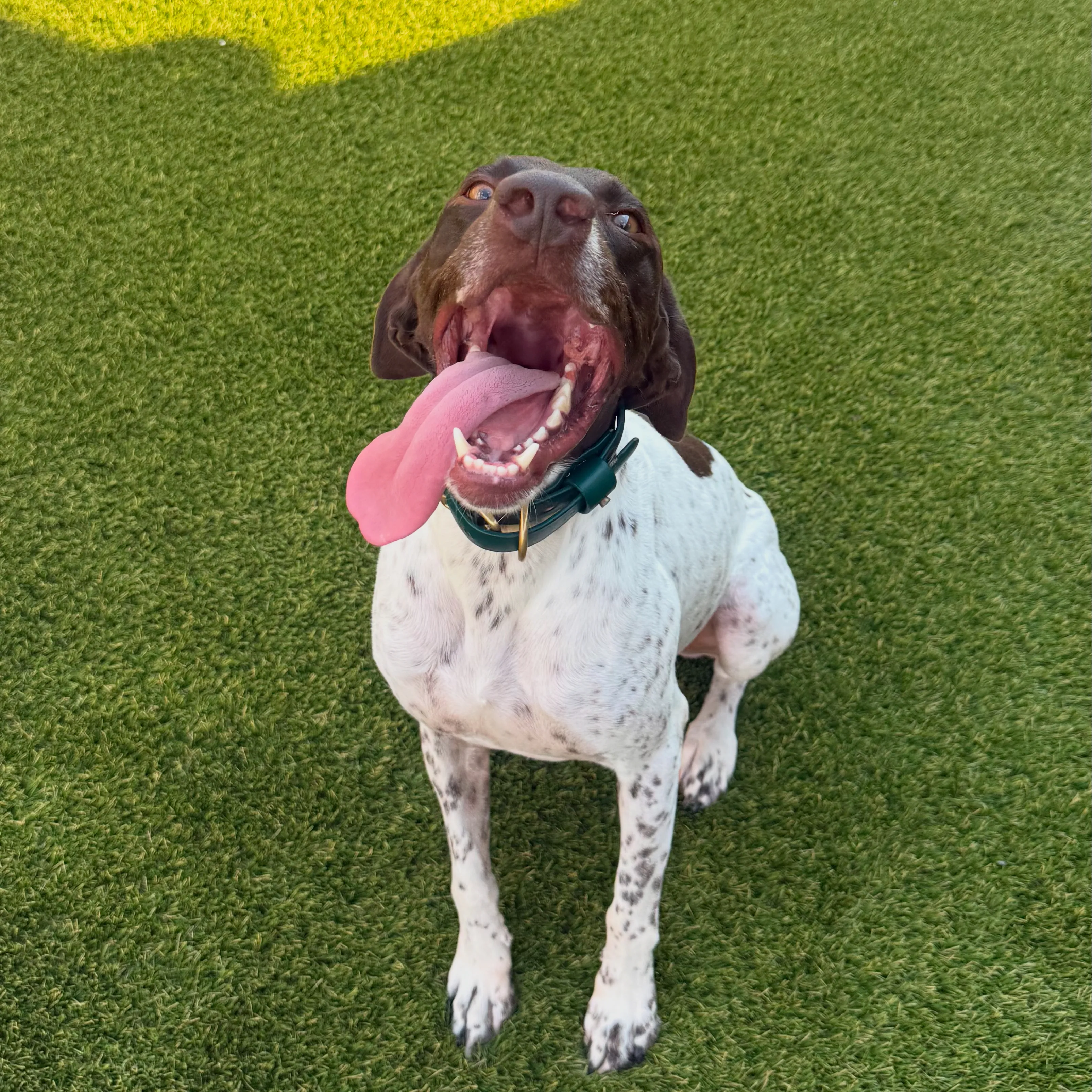 German Shorthaired Pointer smiling on lush artificial pet turf in DFW backyard
