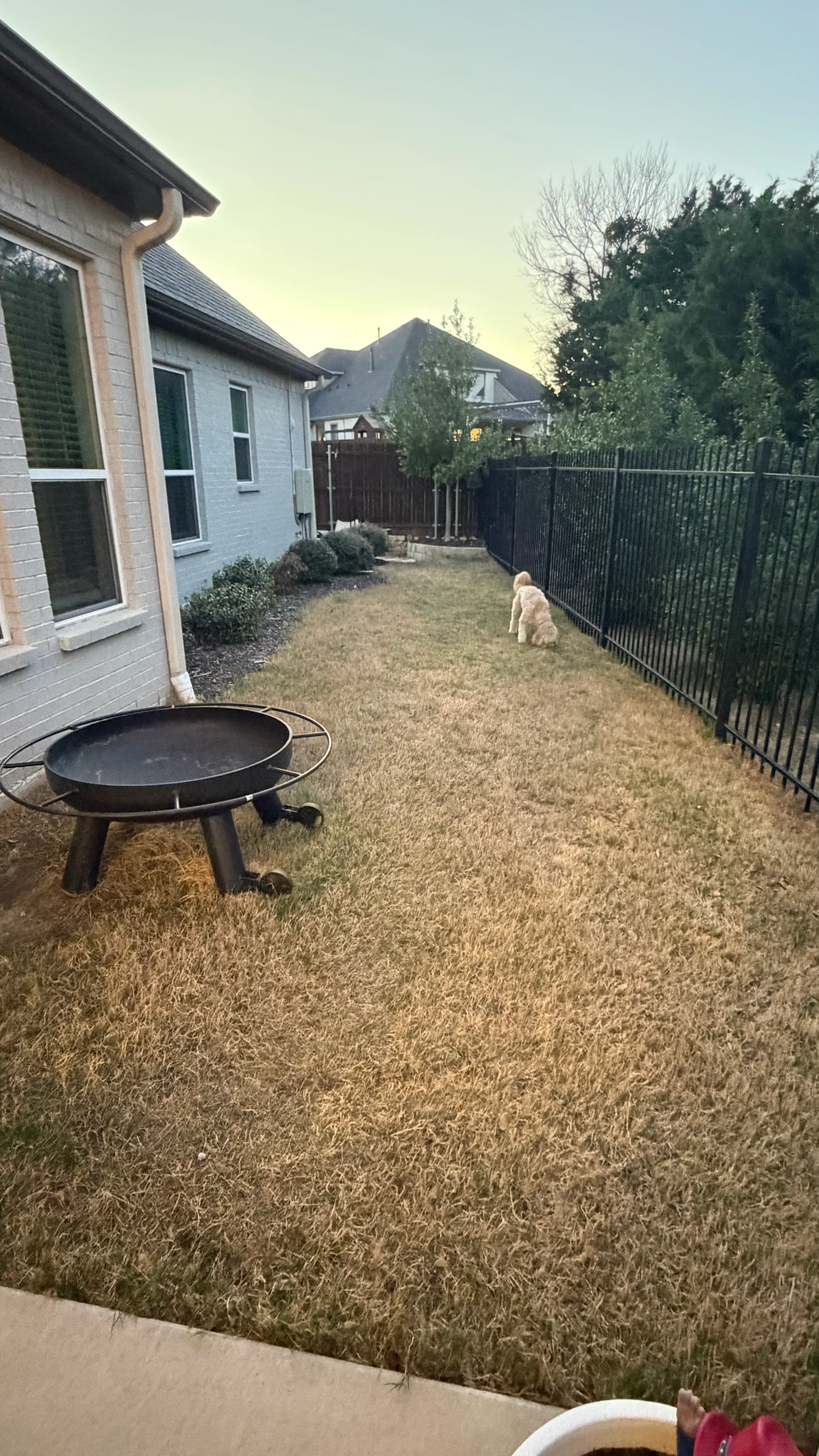 Before 5 — Parks of Aledo backyard conversion: 1,750 SF of turf that disappears into the greenbelt, plus a paver walkway