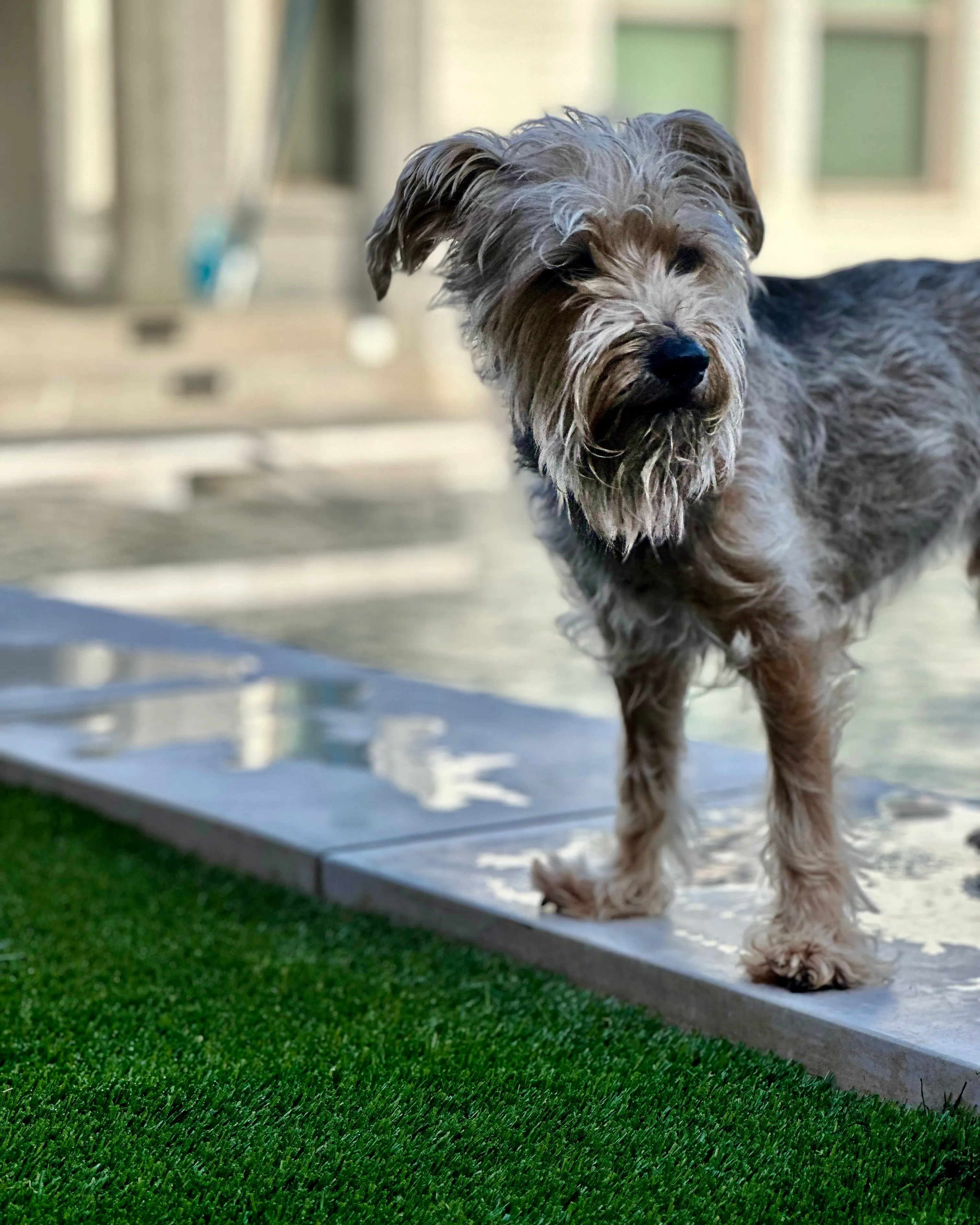 Bearcat Turf artificial turf install in North Texas
