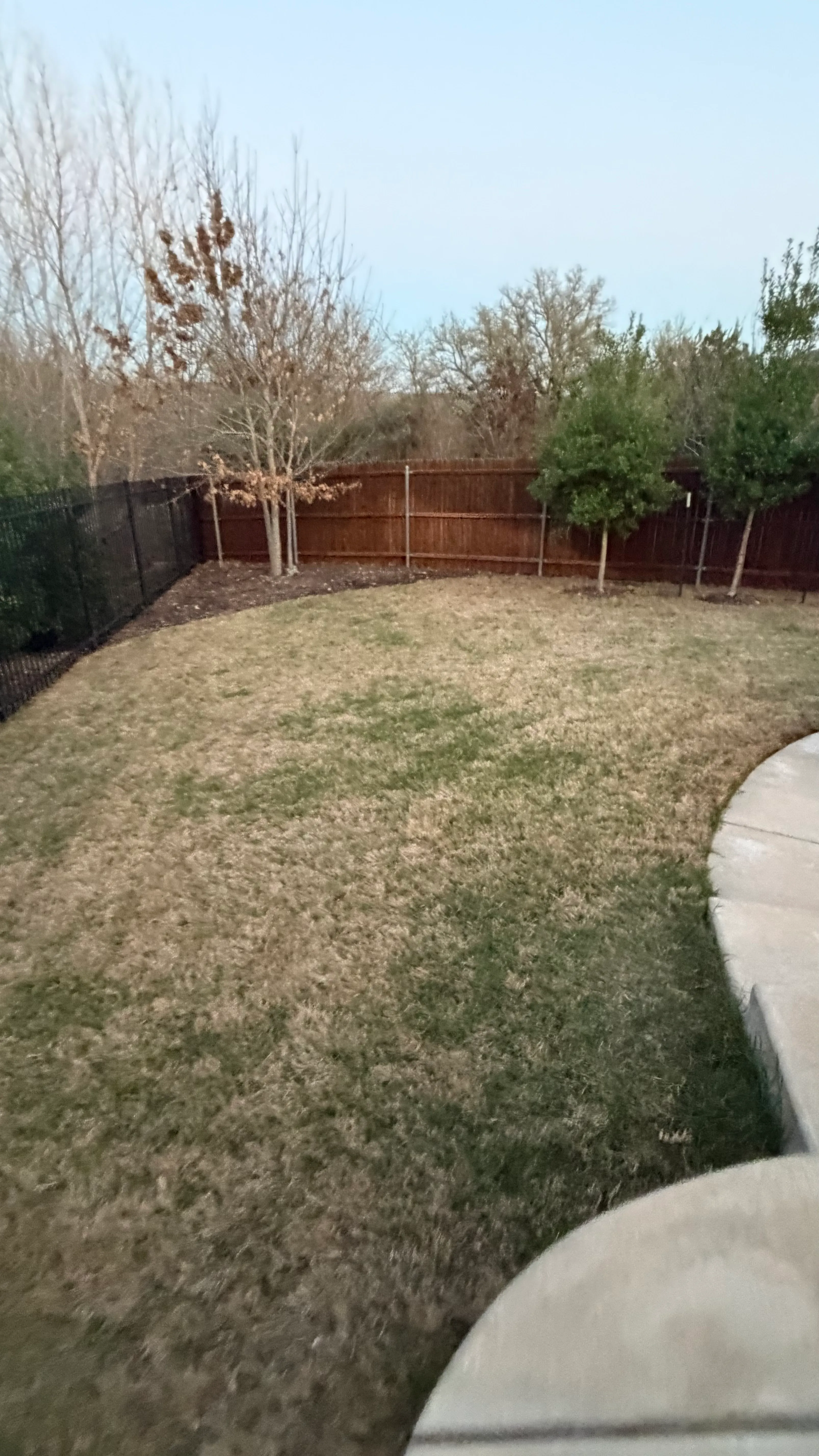 Before 6 — Parks of Aledo backyard conversion: 1,750 SF of turf that disappears into the greenbelt, plus a paver walkway