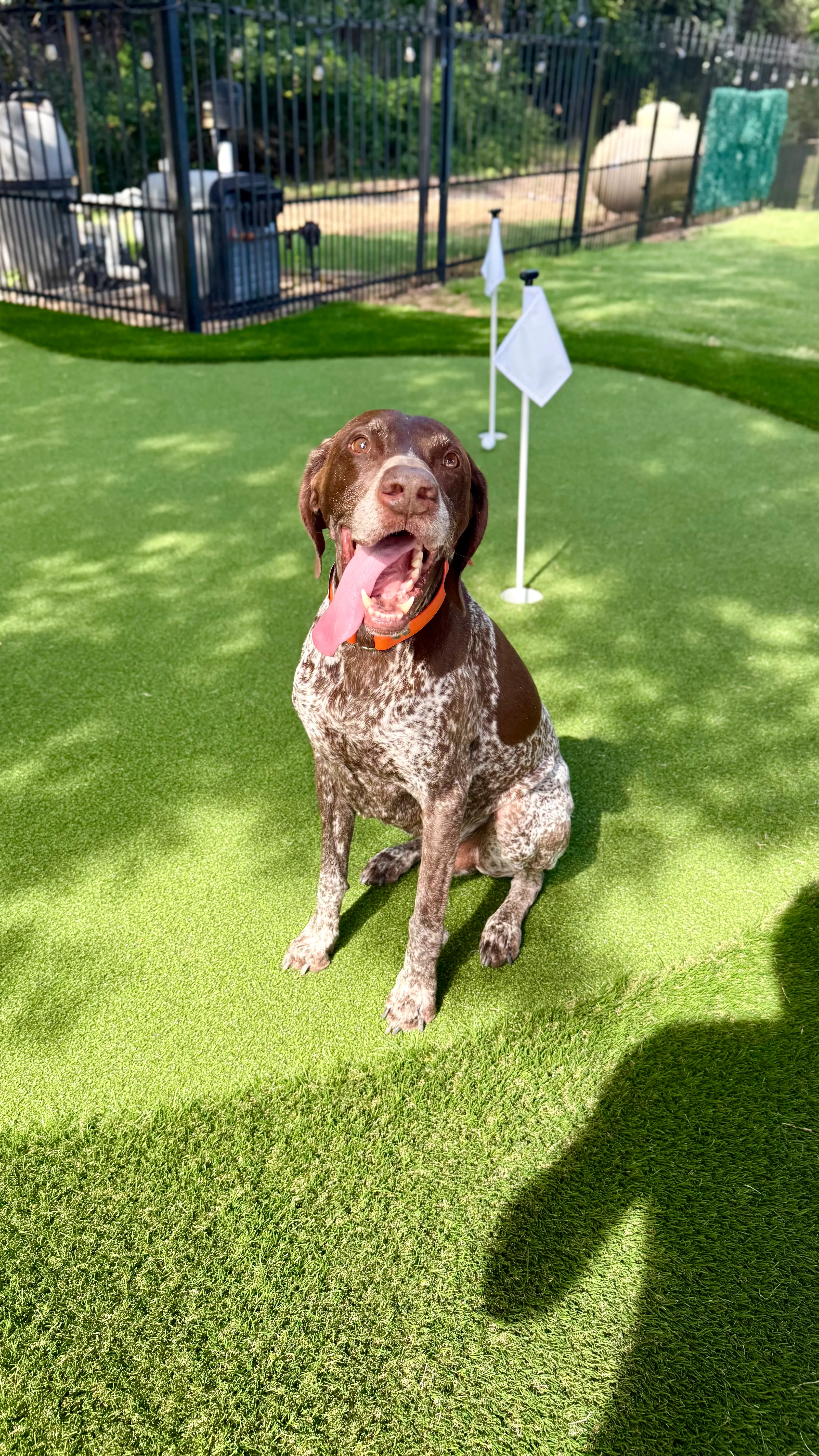 Bearcat Turf artificial grass backyard in DFW