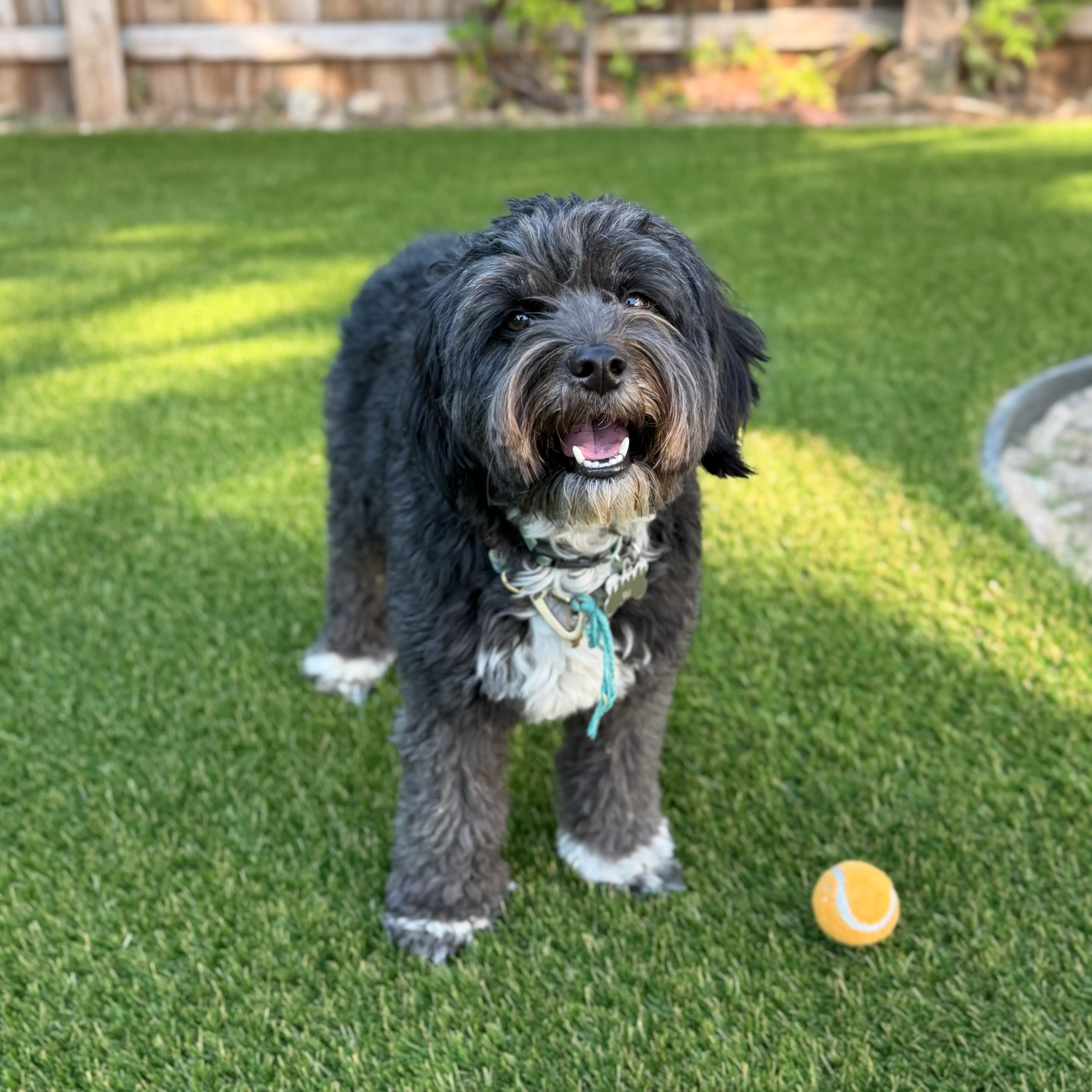 Black sheepadoodle standing on artificial turf backyard with tennis ball in North Texas