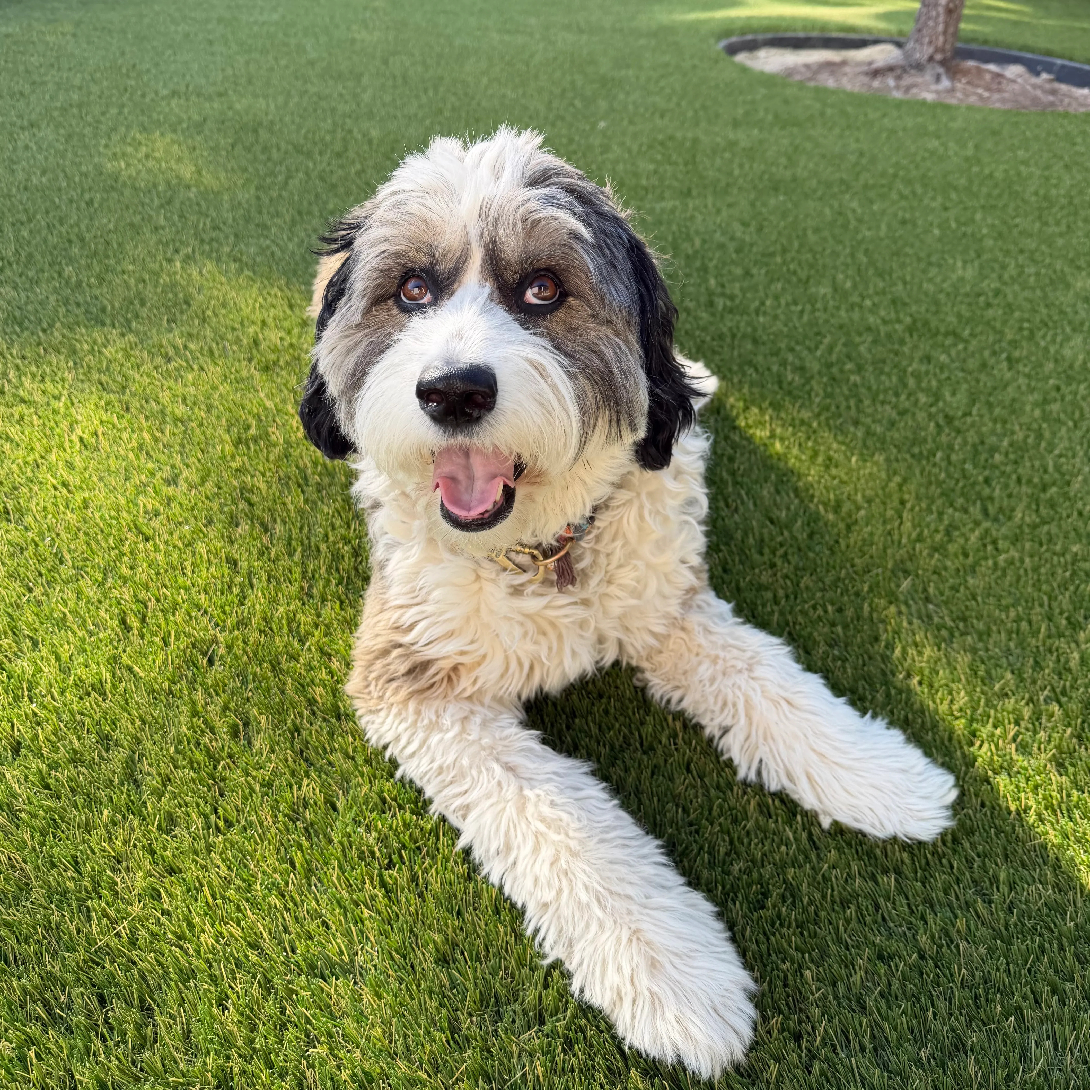 Sheepadoodle lying on green artificial turf near tree ring in DFW backyard