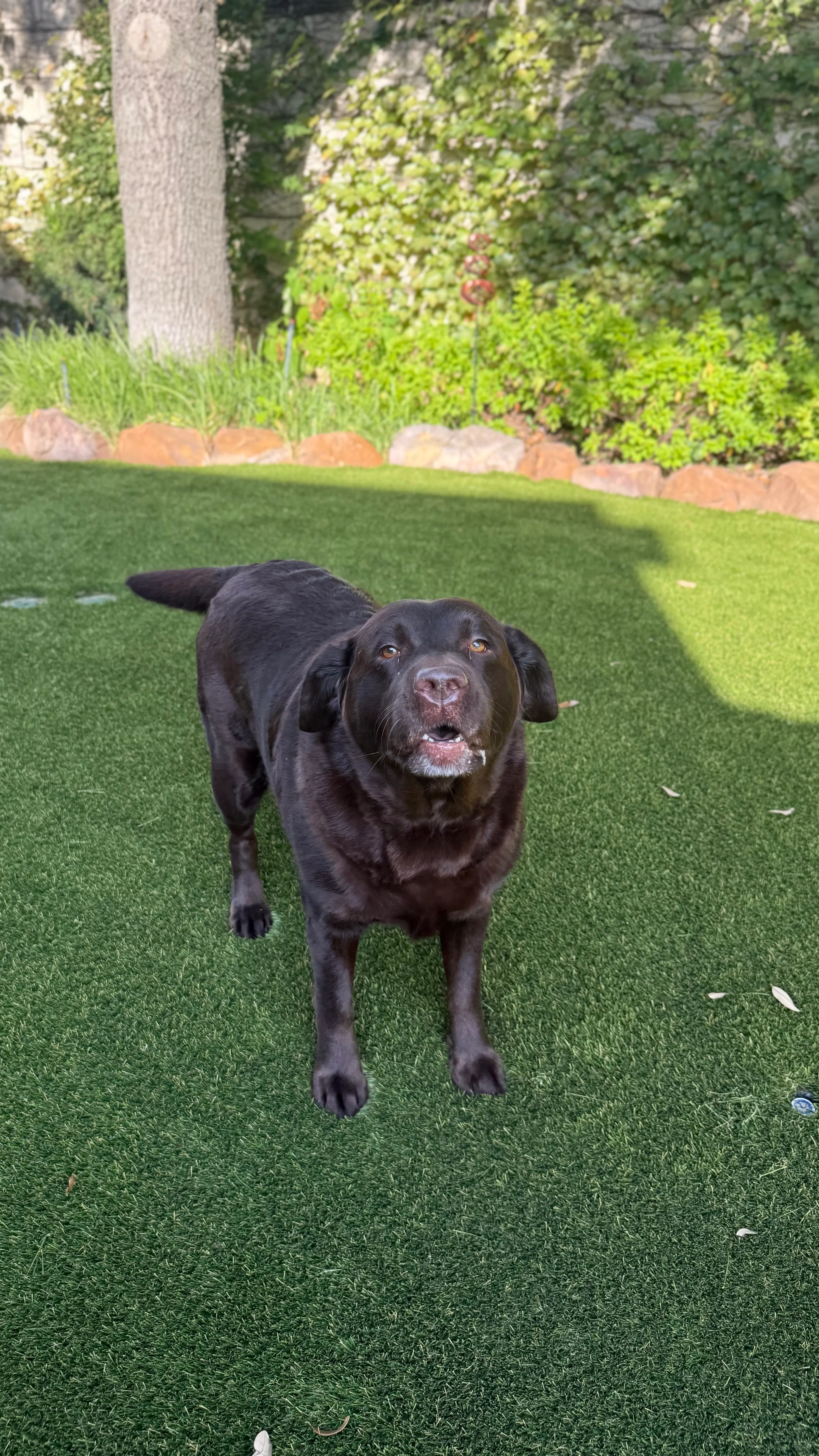 Black Labrador on artificial turf backyard with stone border landscaping in North Texas