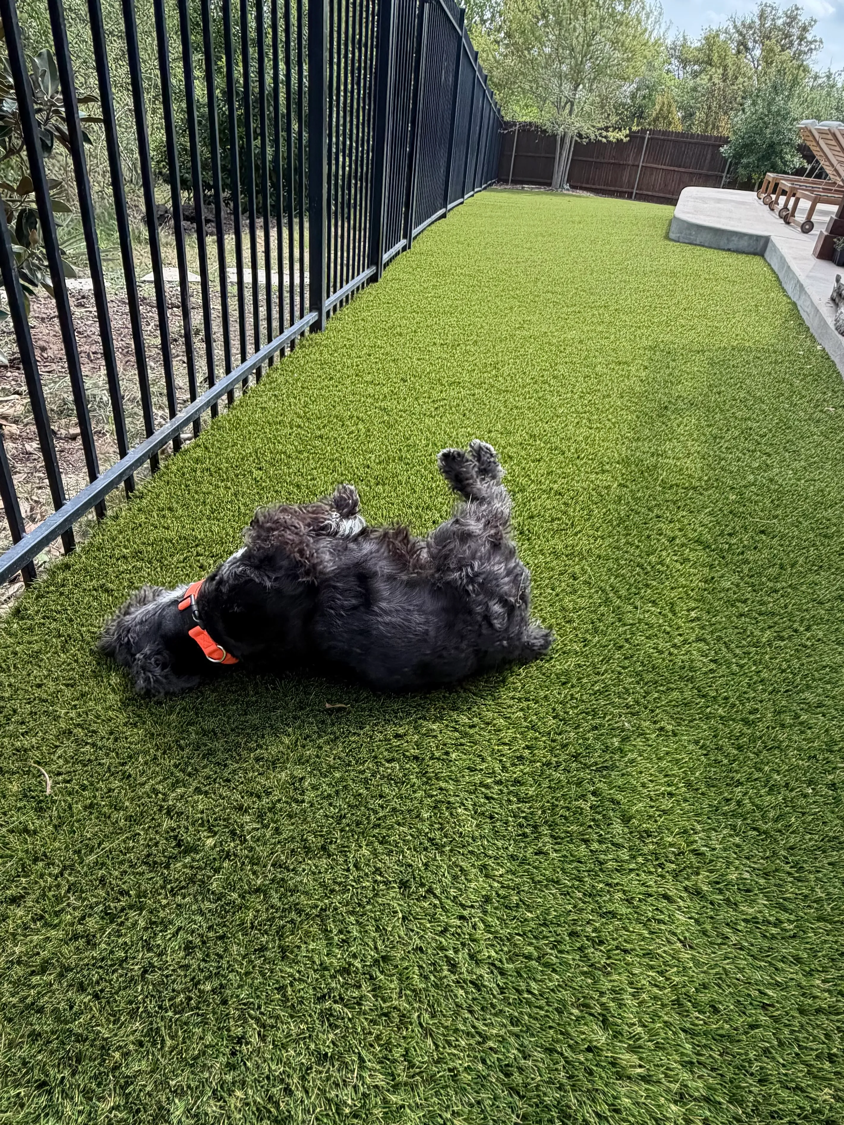 Black schnauzer rolling happily on artificial turf dog run along iron fence
