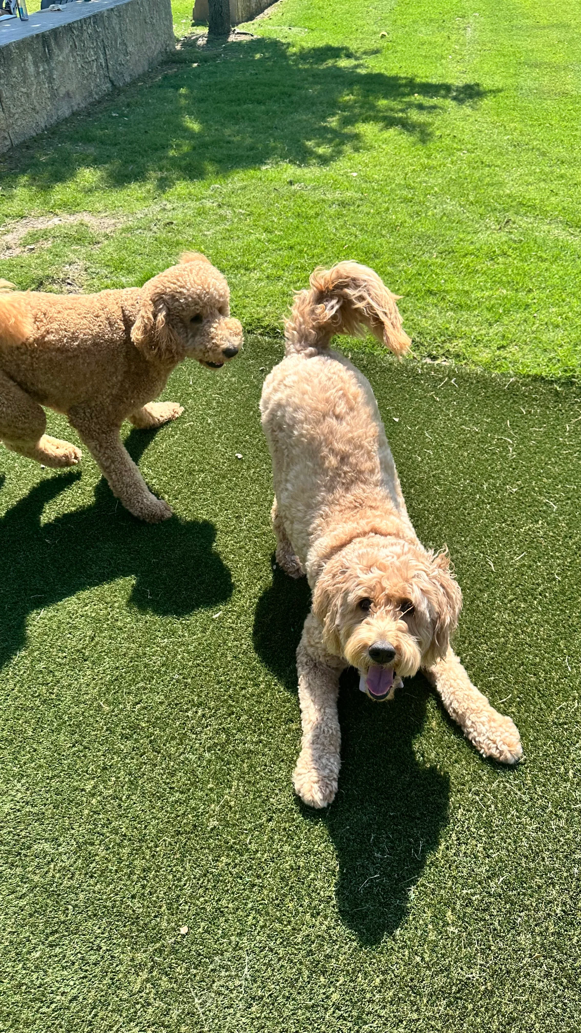 Two goldendoodles playing on artificial pet turf in DFW backyard