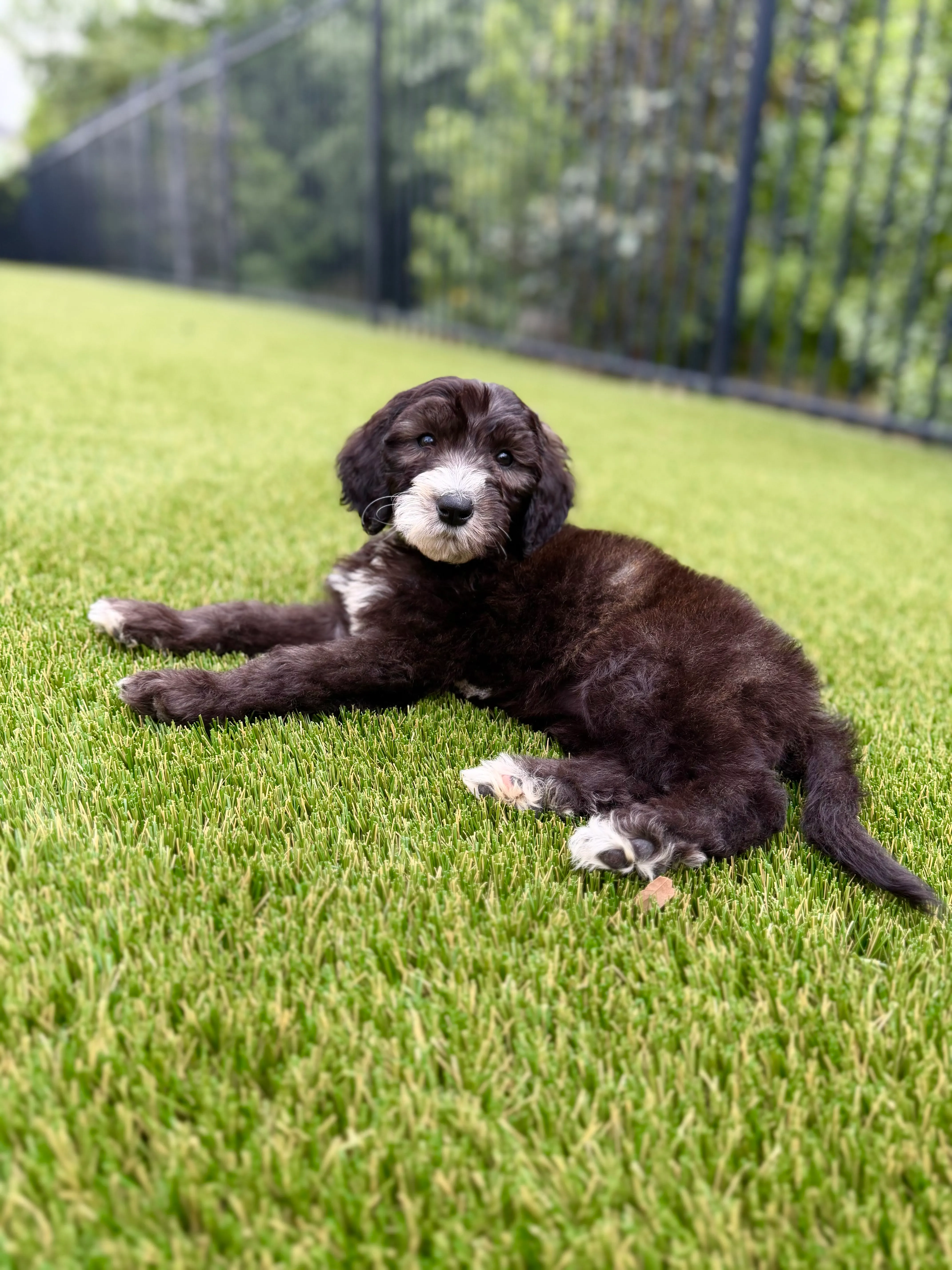 Bernedoodle puppy resting on artificial turf dog run in North Texas