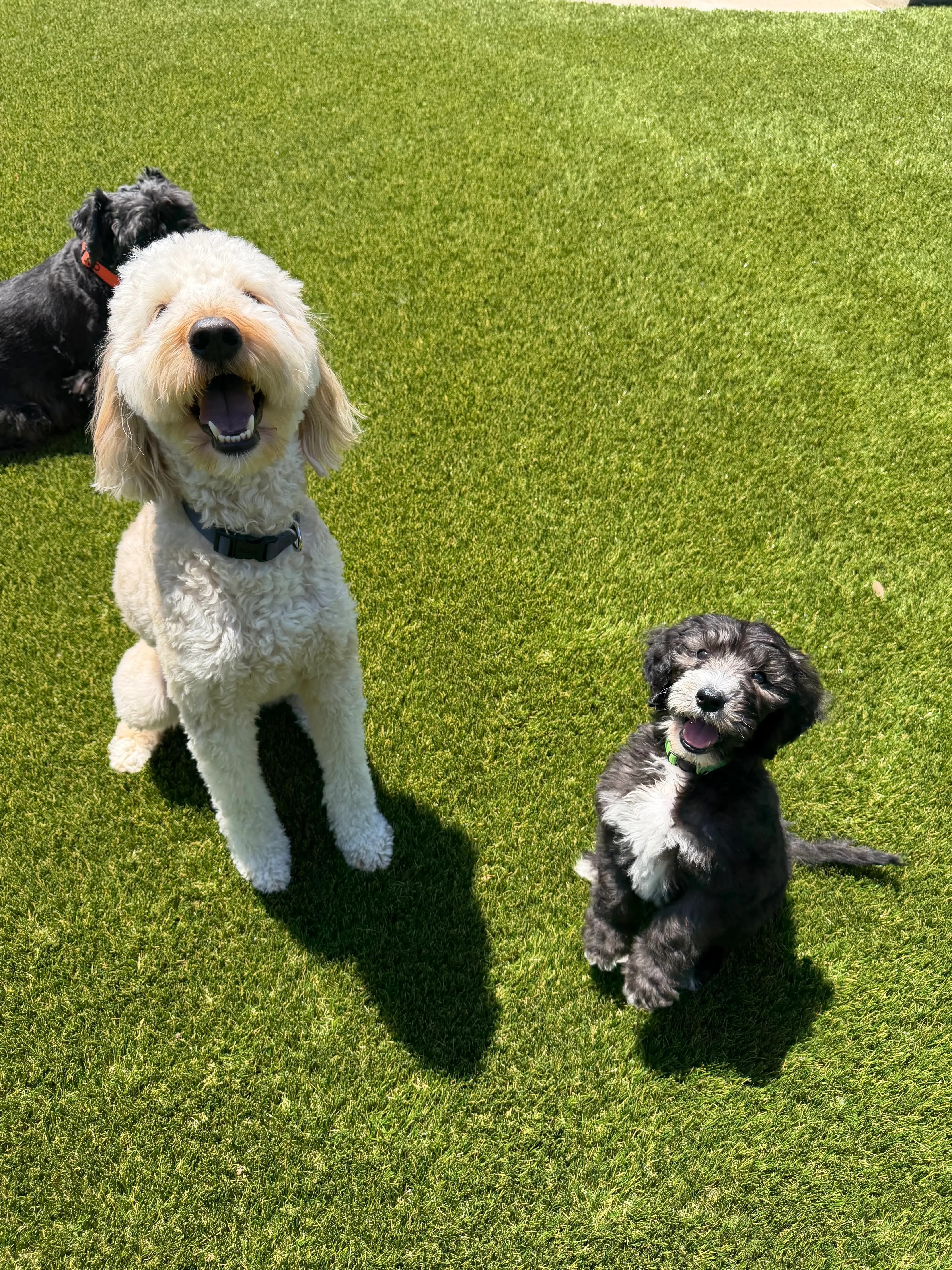 Goldendoodle and bernedoodle puppy sitting on artificial pet turf in DFW