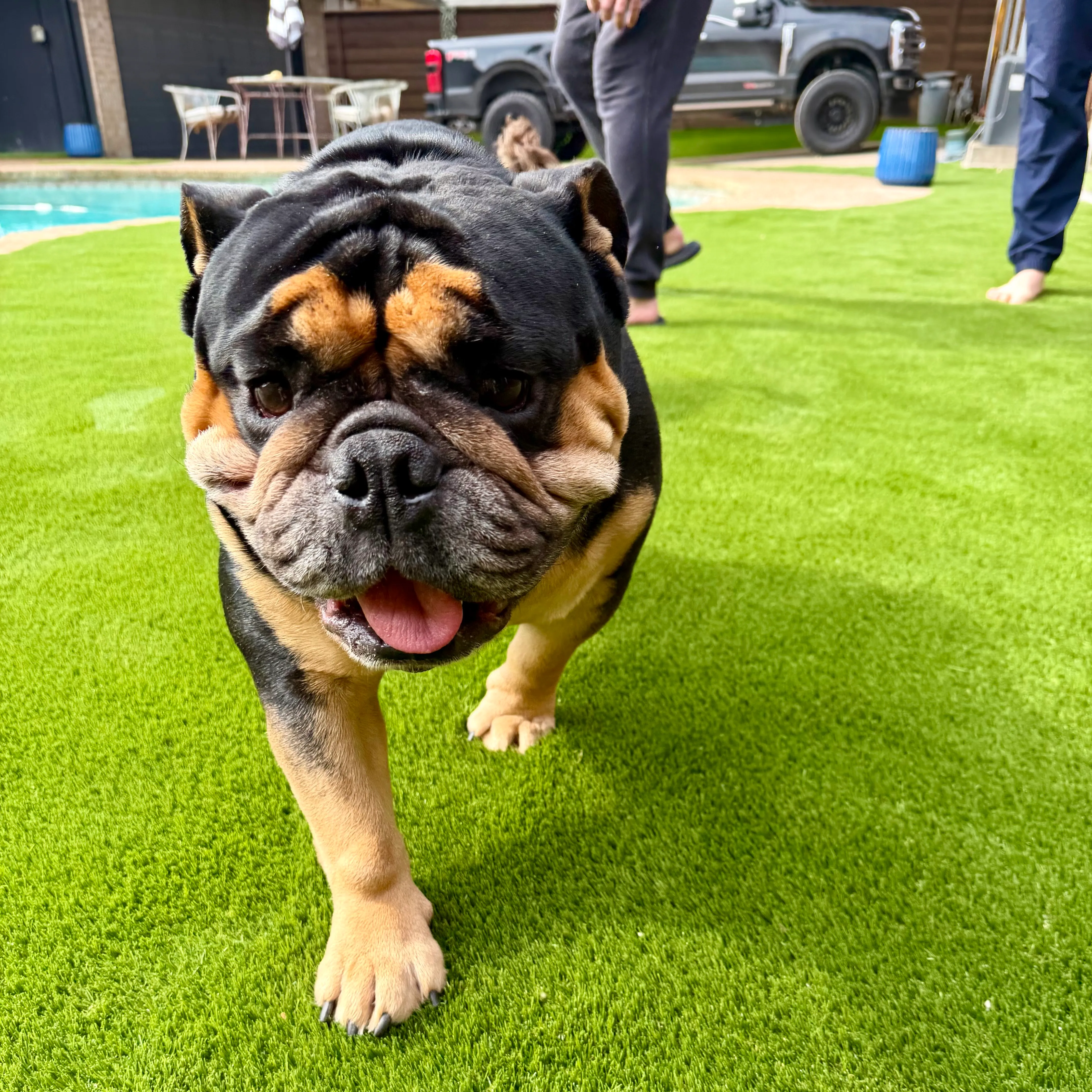 English bulldog on artificial turf beside pool in North Texas backyard