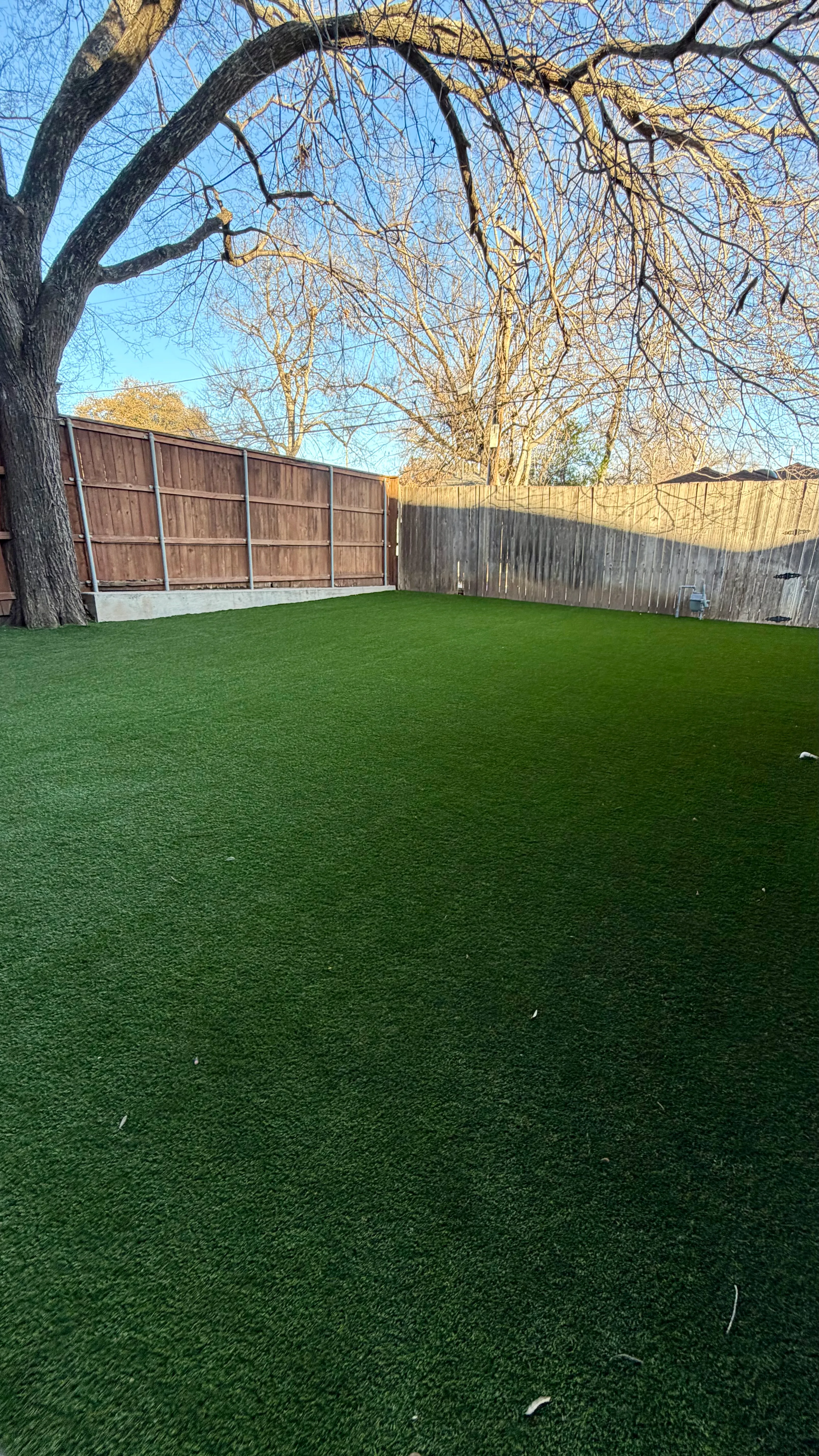 After 13 — Monticello front yard: 2,200 SF of turf under a mature Fort Worth tree canopy