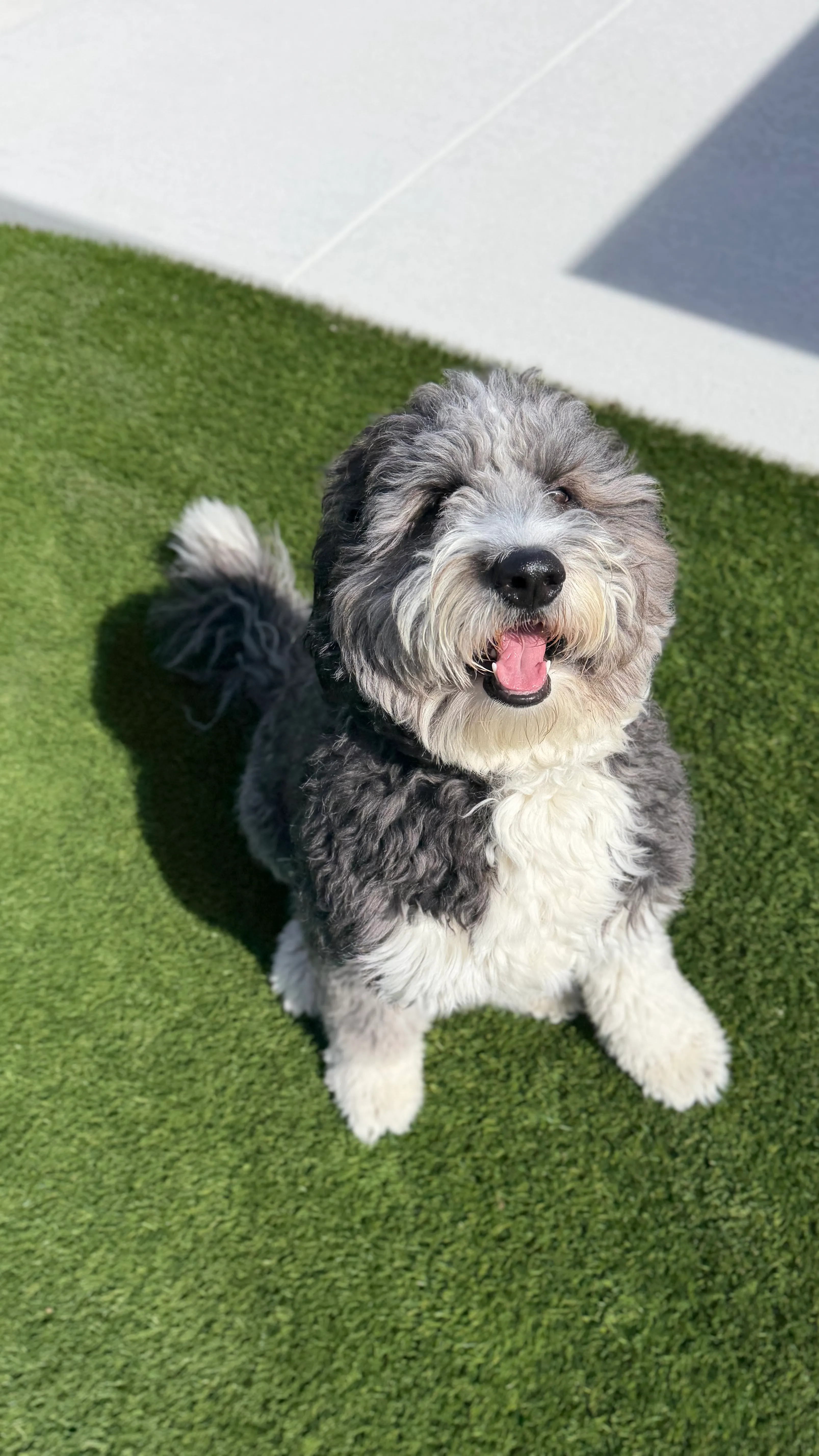 Sheepadoodle sitting on artificial pet turf patio in DFW
