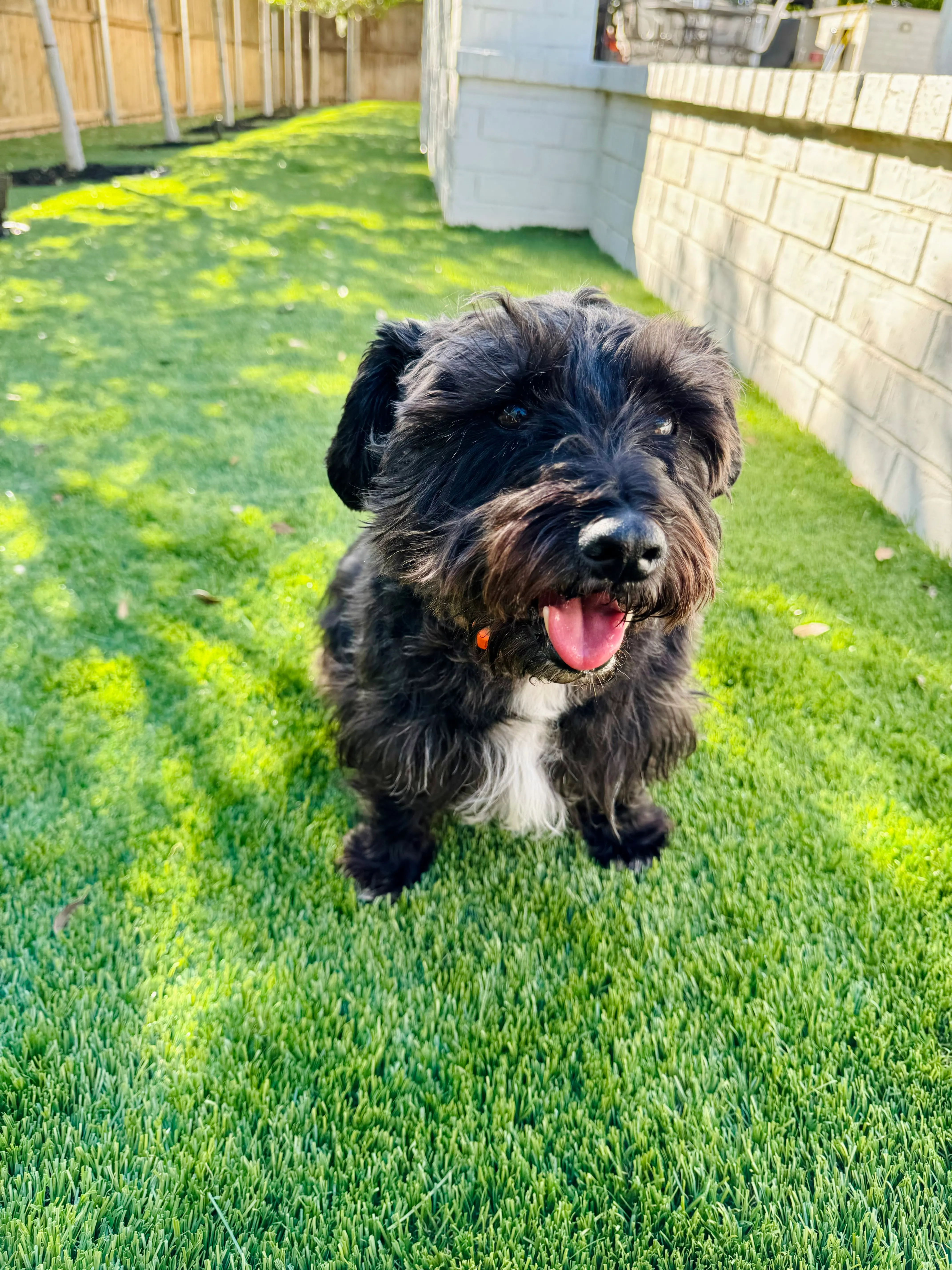 Black terrier mix on artificial turf side yard with limestone block wall in North Texas