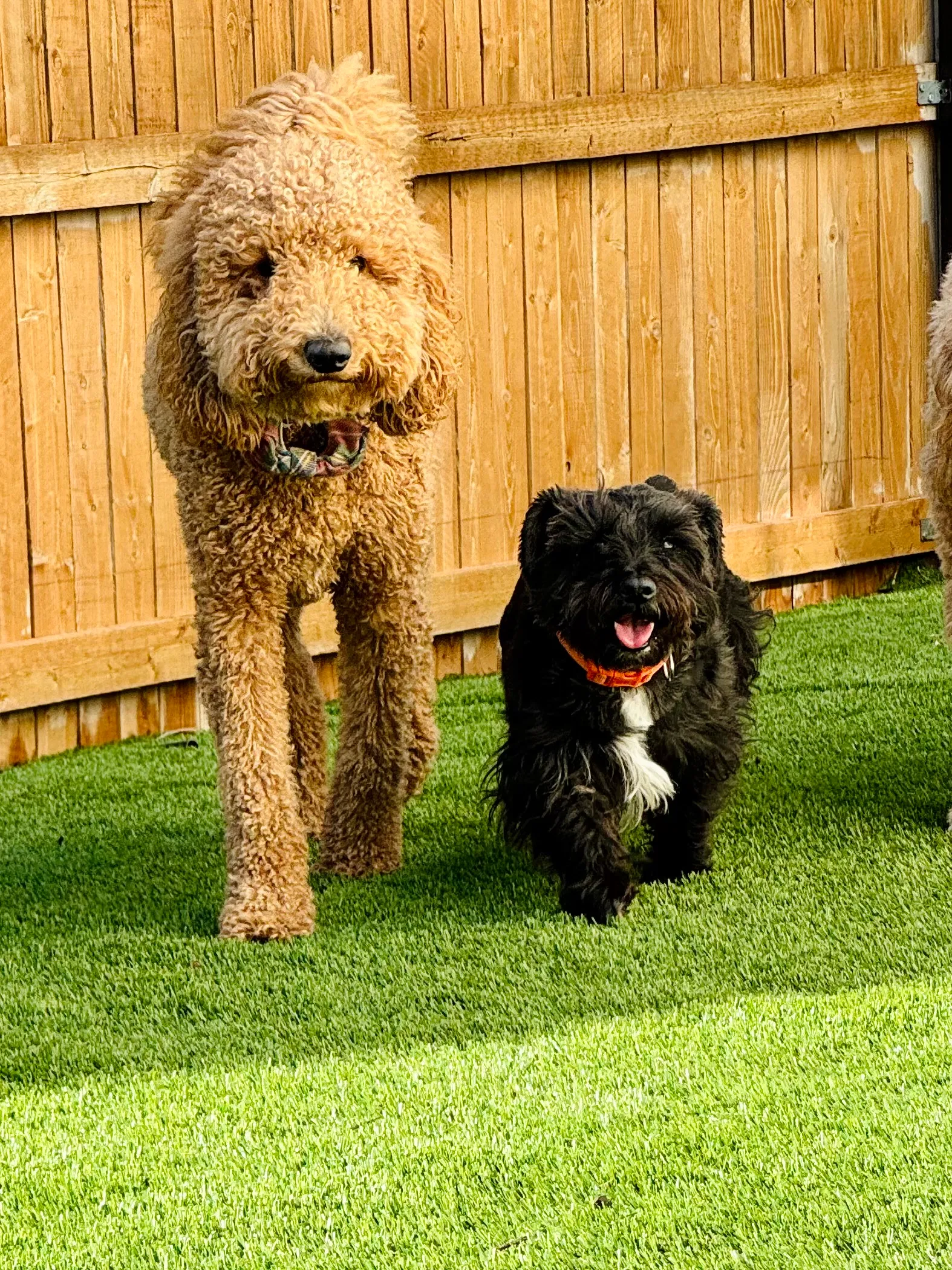 Goldendoodle and black terrier running on artificial pet turf along cedar fence