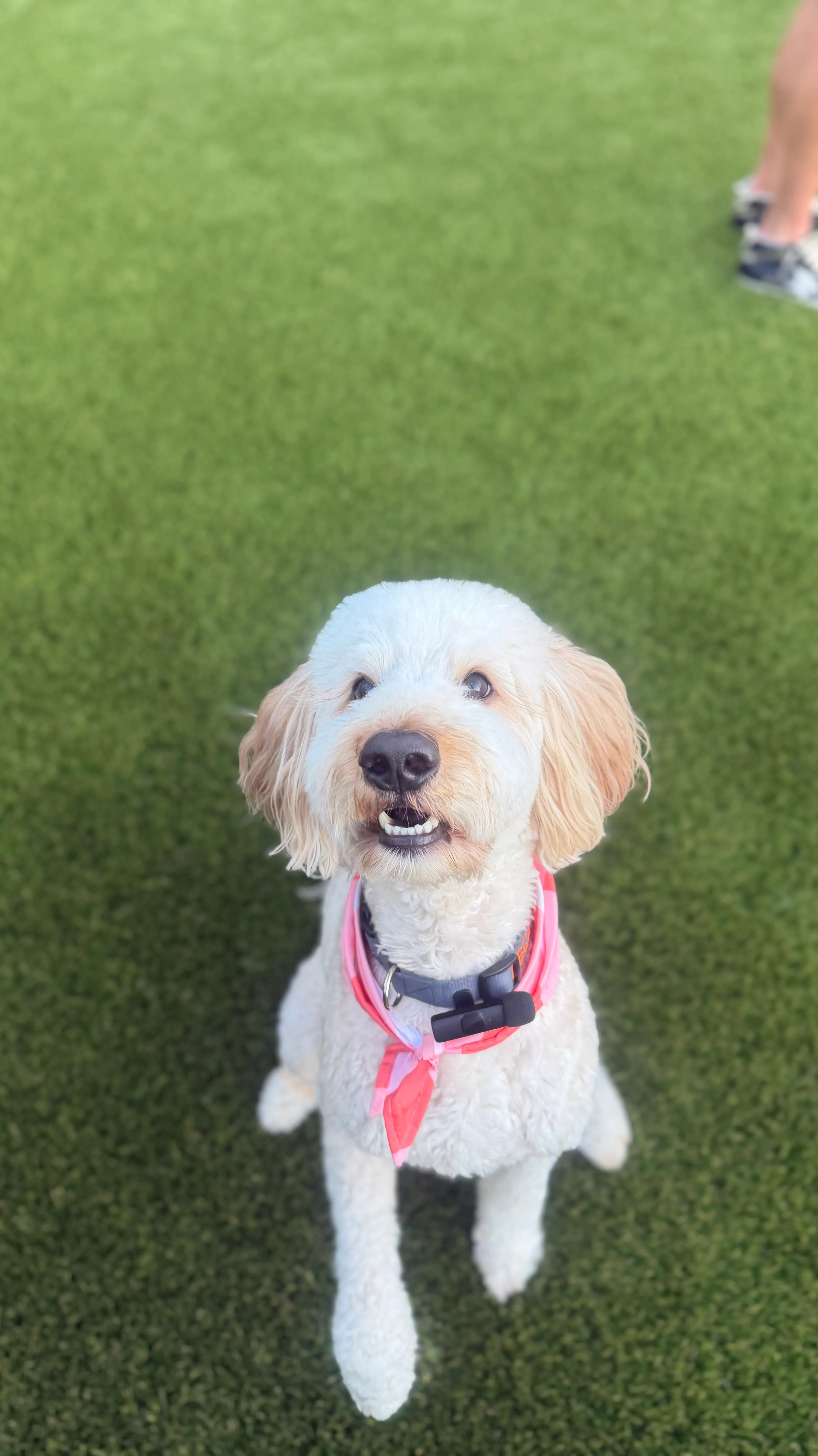 Goldendoodle with pink bandana sitting on expansive artificial pet turf lawn