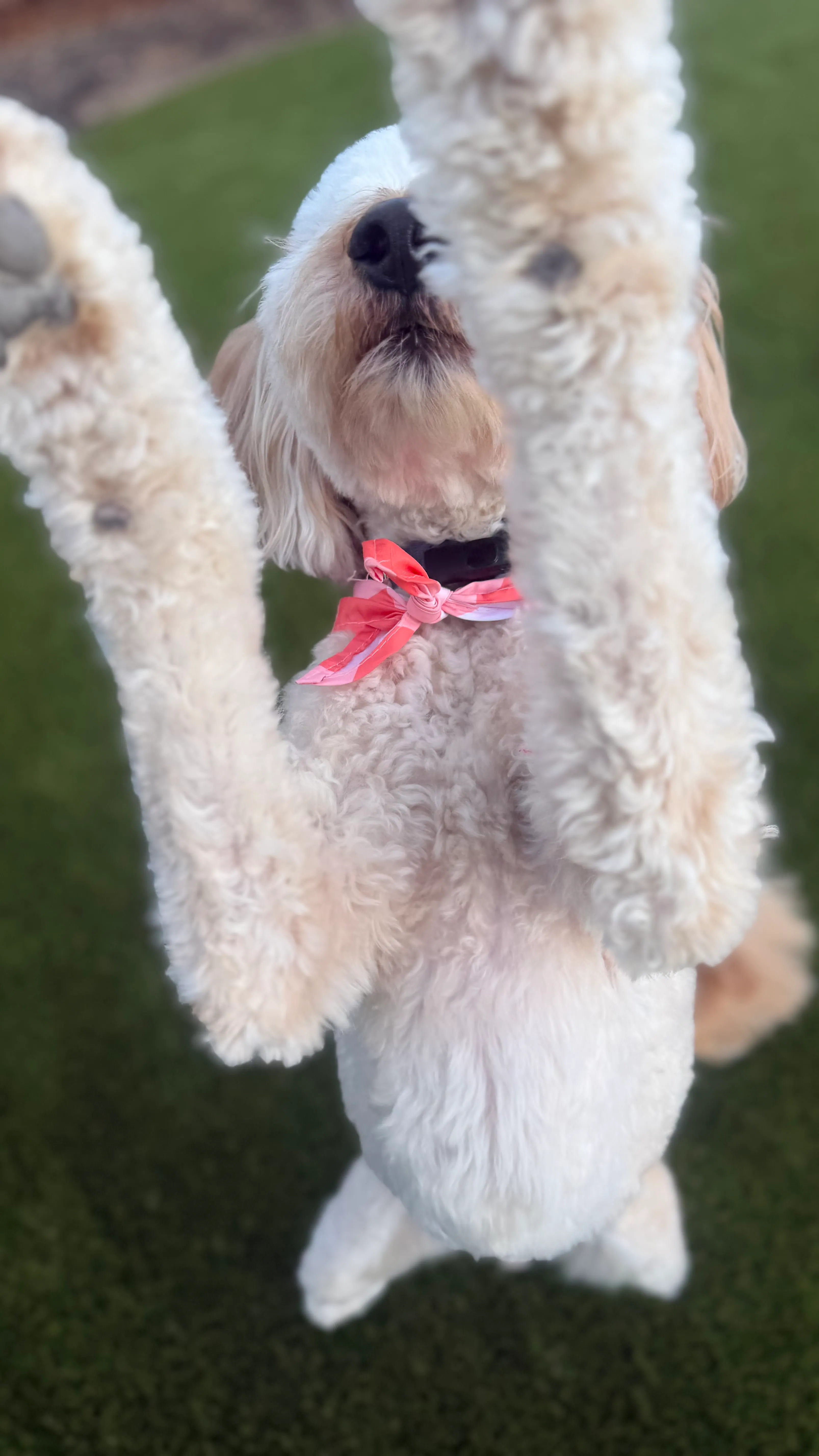 Goldendoodle jumping up on artificial pet turf in DFW backyard
