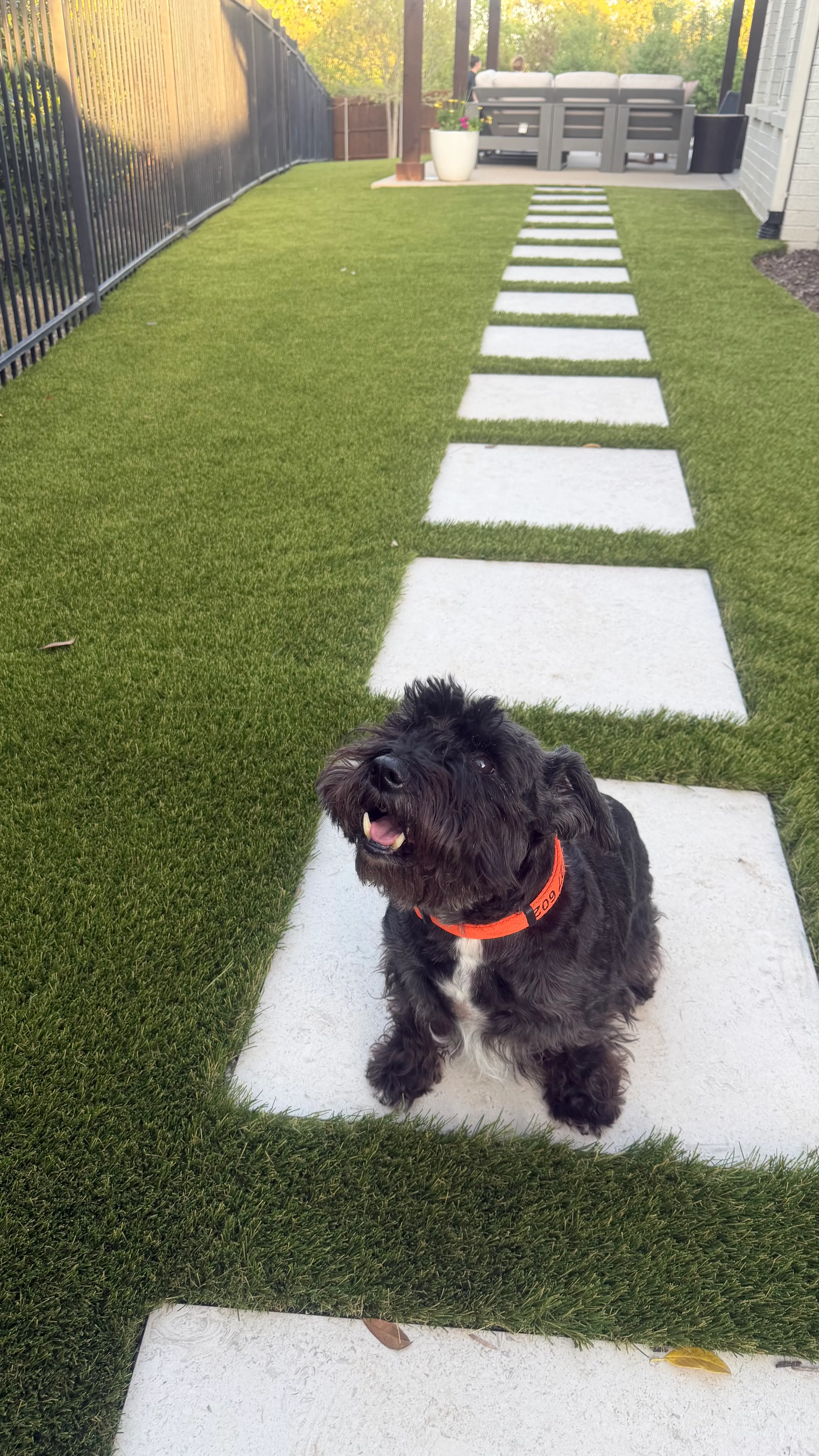Black schnauzer on stepping-stone pathway set in artificial pet turf side yard