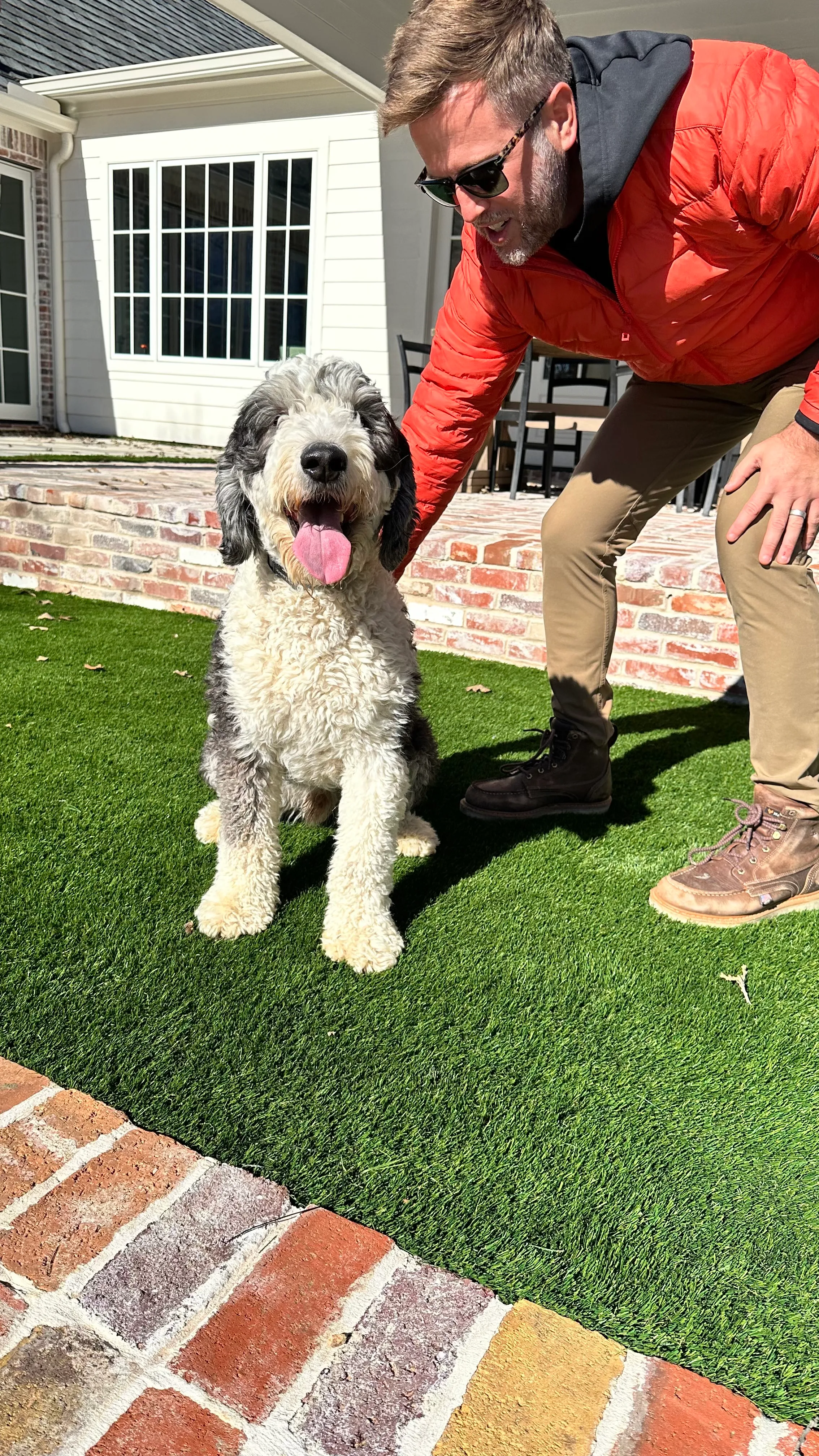 Owner greeting sheepadoodle on artificial turf backyard with brick patio in DFW
