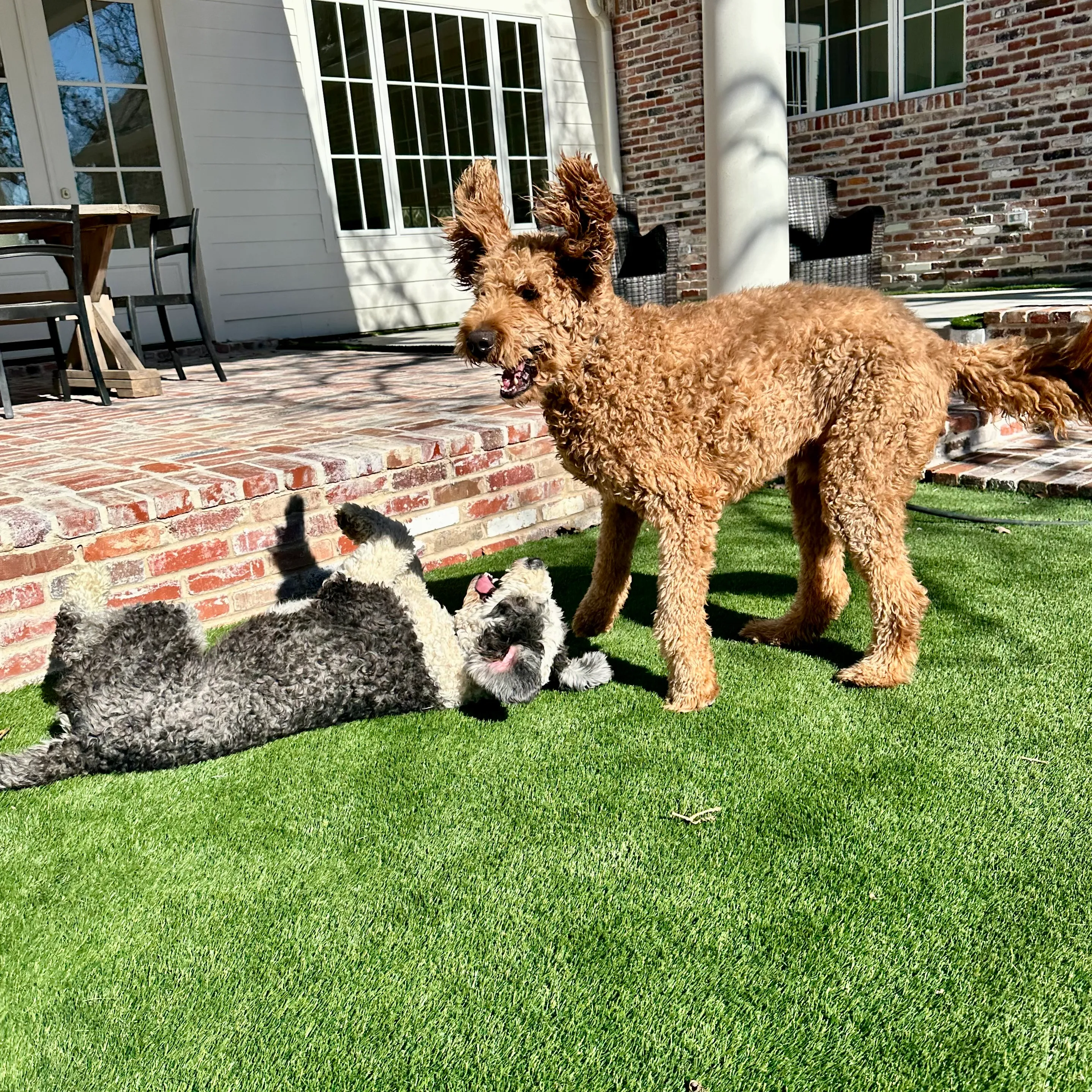 Goldendoodle and gray sheepadoodle playing on artificial turf beside brick patio home in North Texas