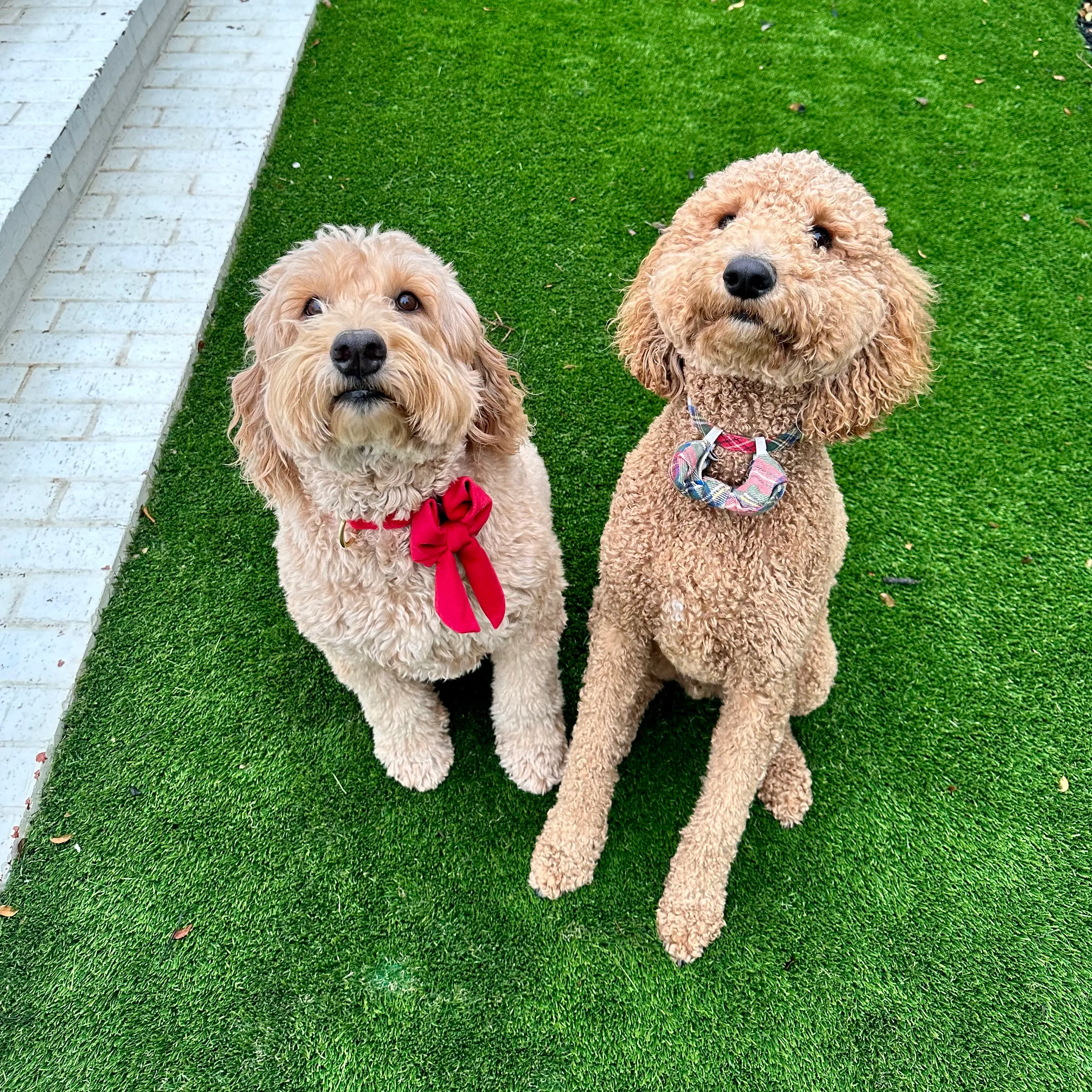 Two groomed goldendoodles with bandanas sitting on artificial pet turf
