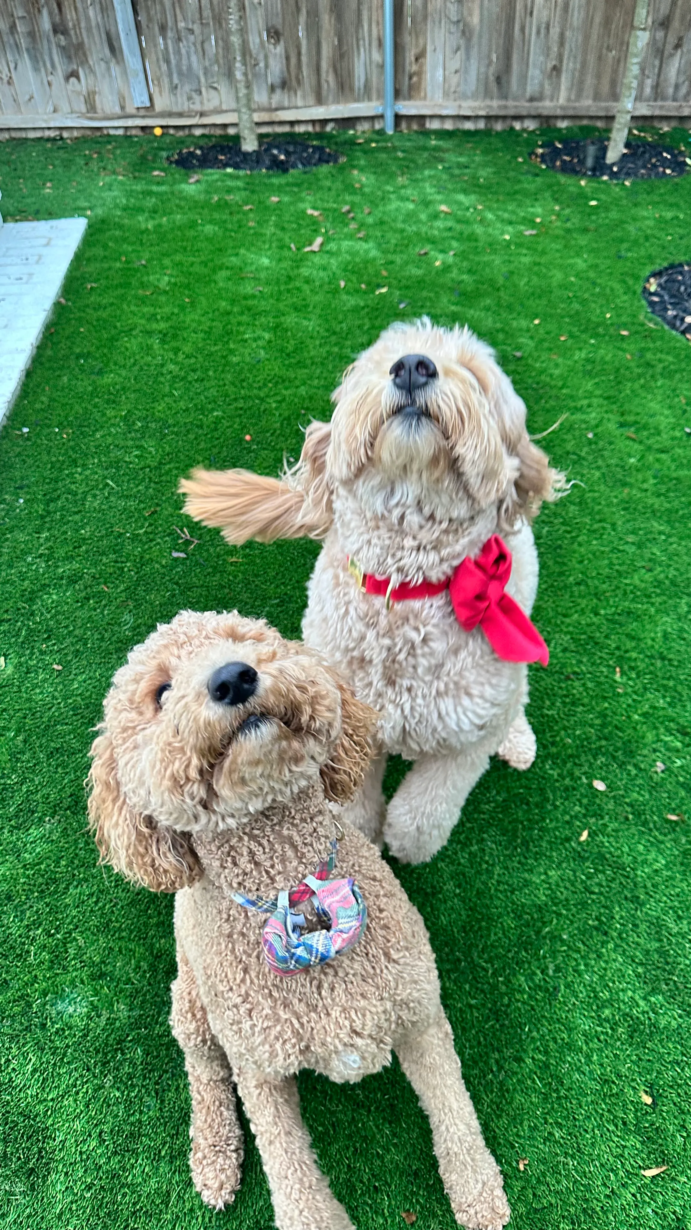 Goldendoodle pair sitting on artificial pet turf in DFW backyard