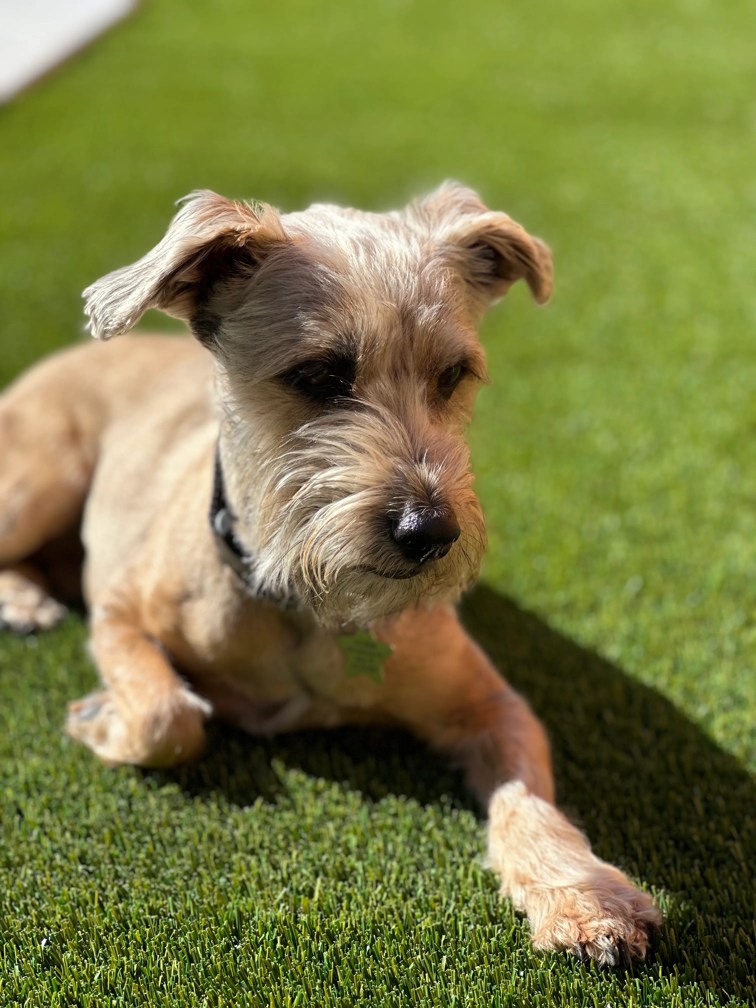 Schnauzer mix lying on plush artificial pet turf in North Texas backyard