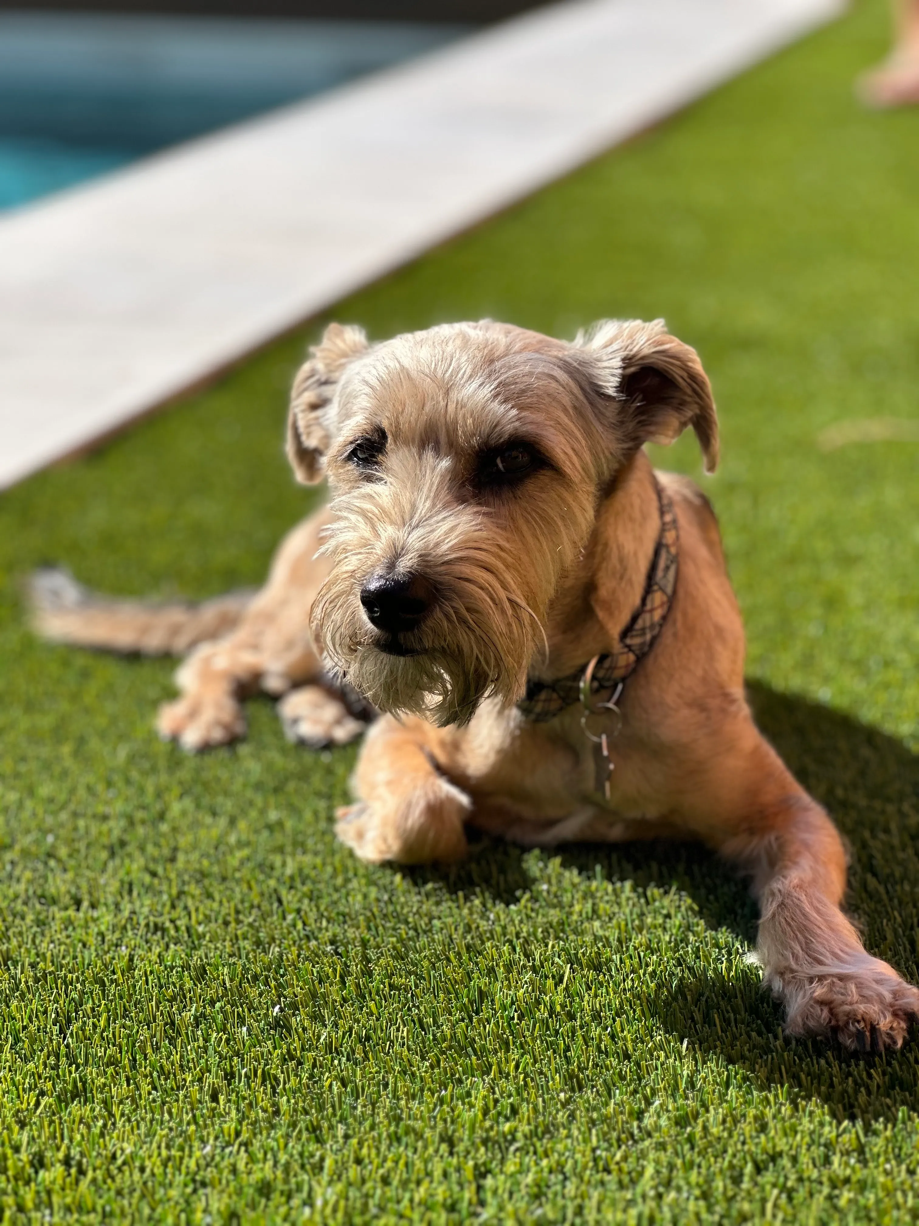 Schnauzer mix lounging on artificial turf beside pool coping in DFW backyard