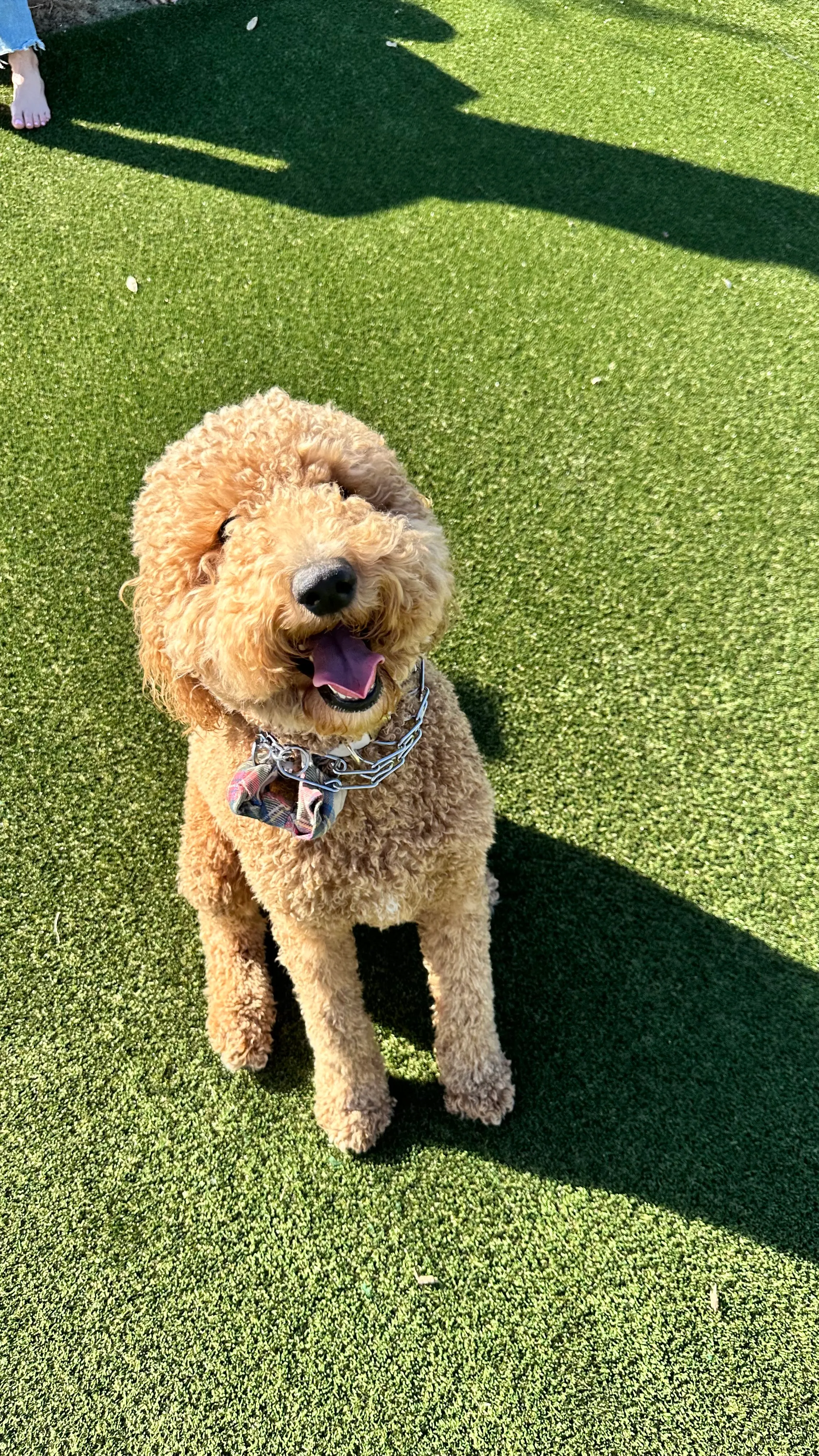 Red goldendoodle smiling on artificial pet turf in DFW backyard