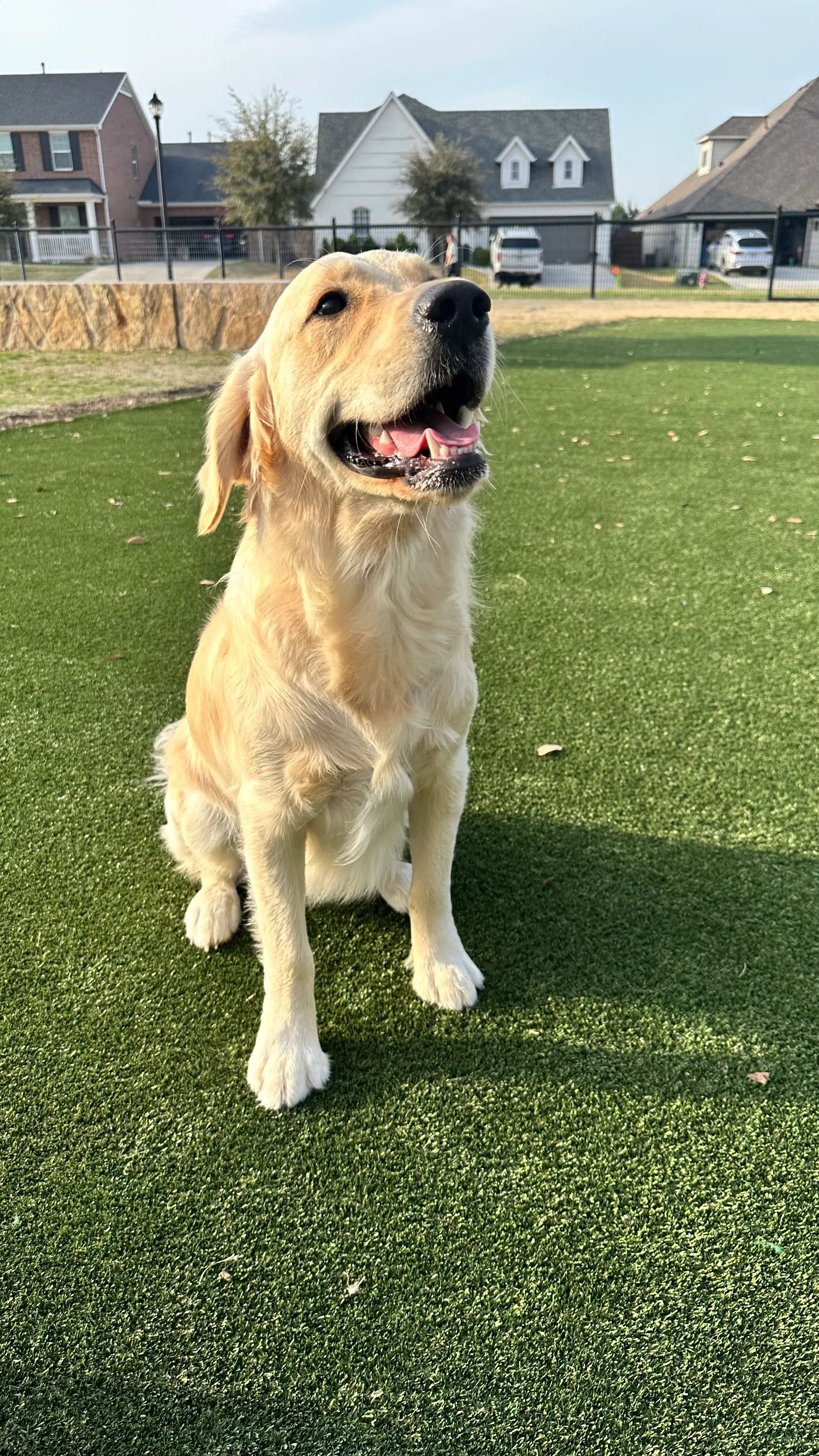 Golden retriever sitting on artificial turf backyard in North Texas suburban neighborhood