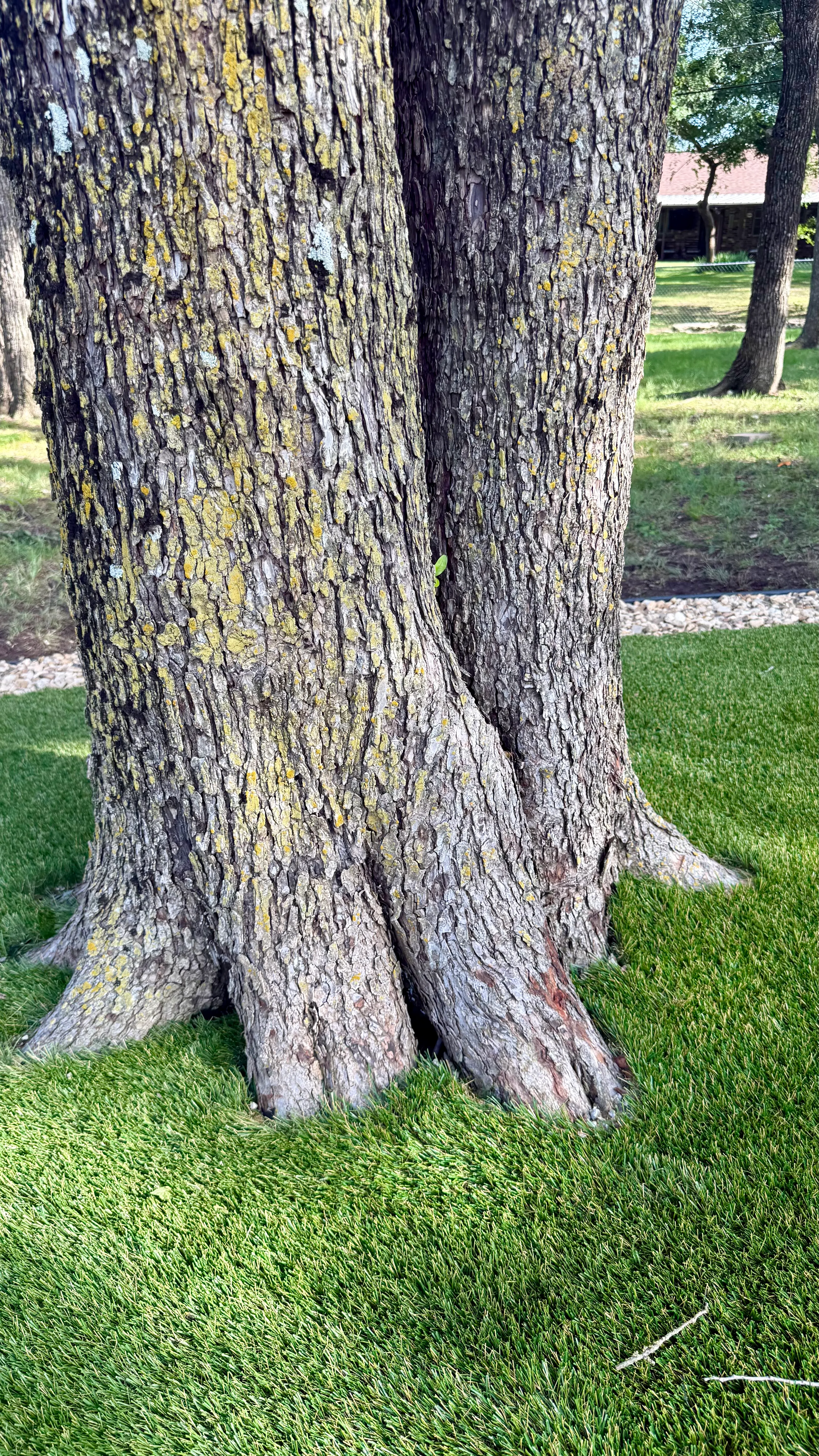 Bearcat artificial turf backyard install in Willow Park, TX (photo 24)