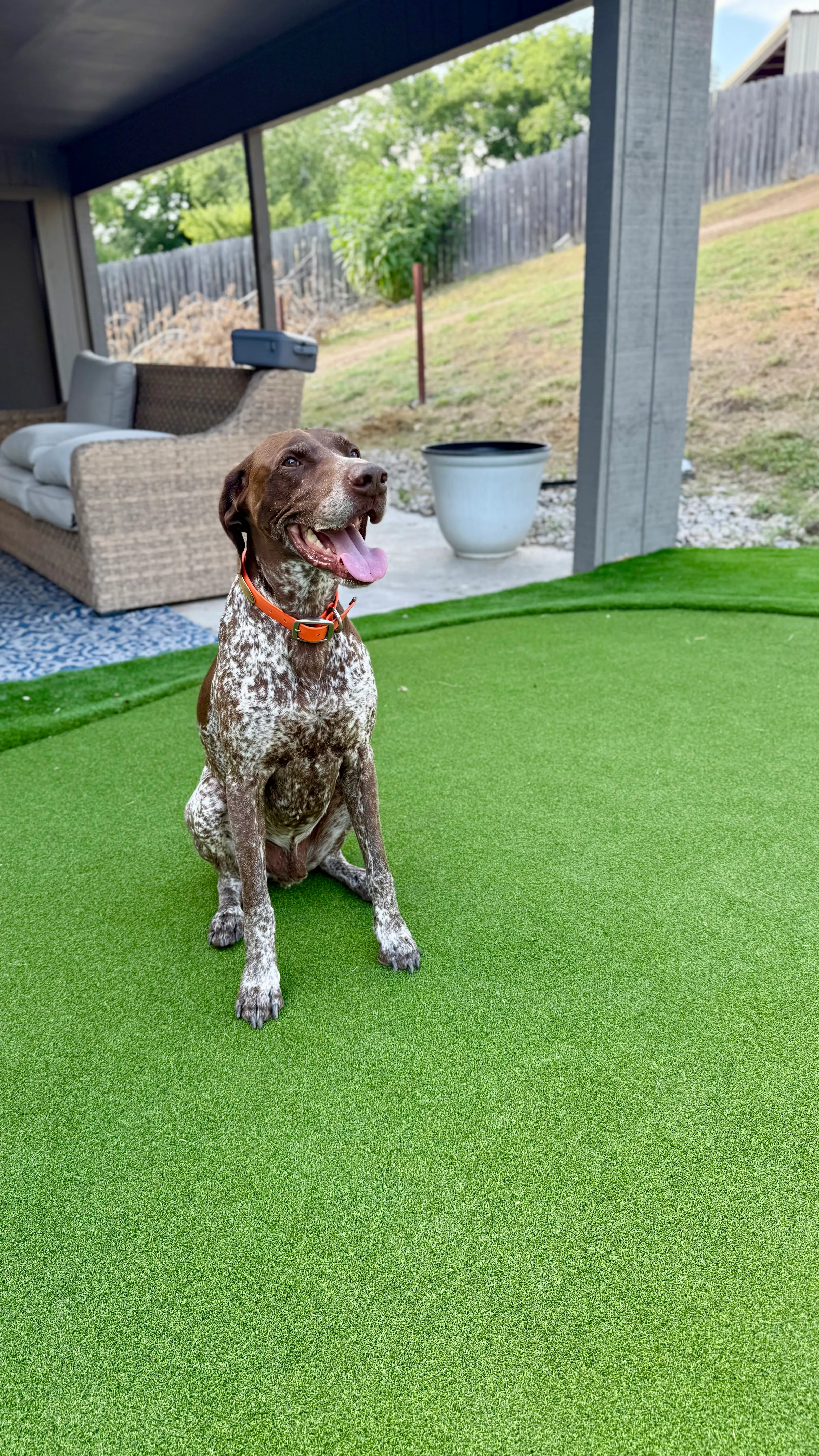Bearcat artificial turf backyard install in Willow Park, TX (photo 28)