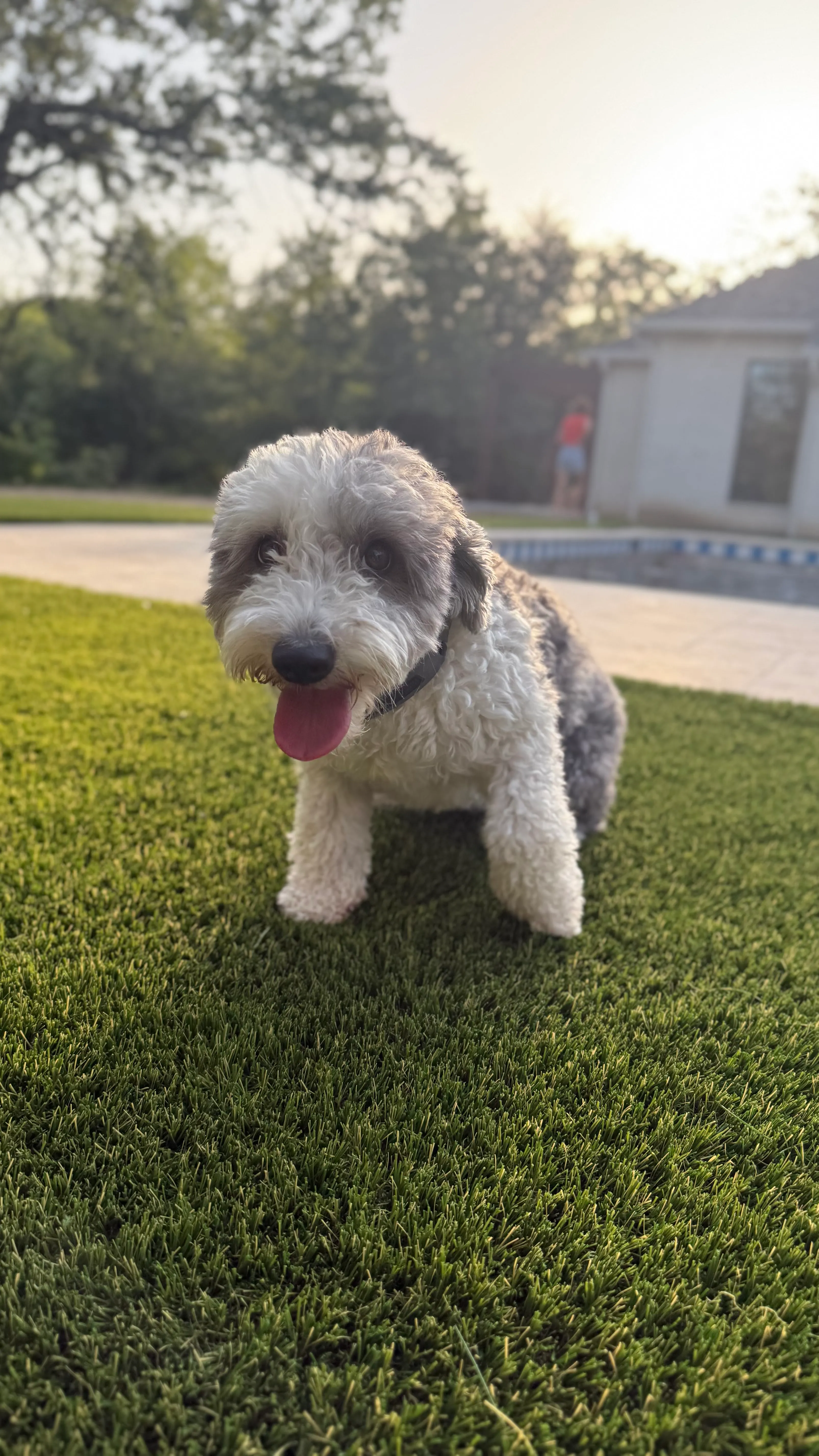 Bearcat Turf artificial grass install in North Texas