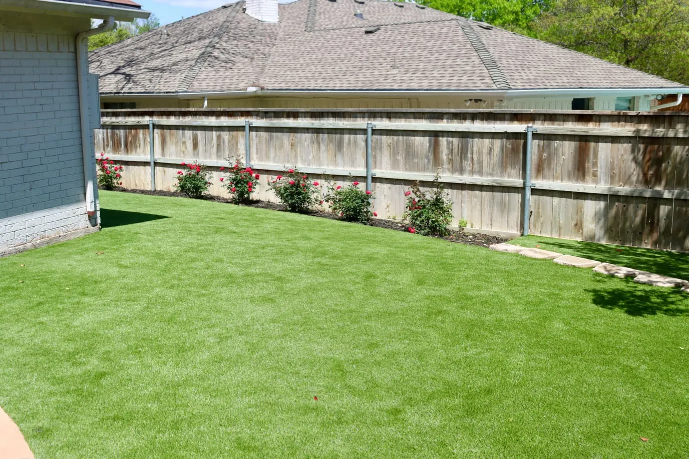 Backyard artificial turf with rose bushes along fence in DFW