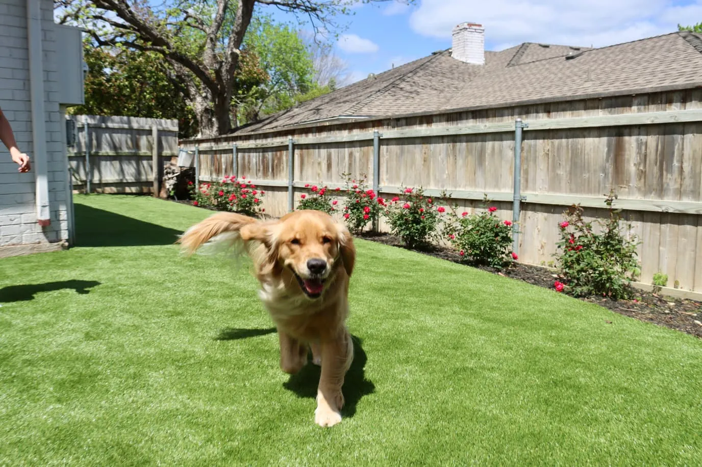 Golden retriever running on pet-friendly artificial turf in DFW