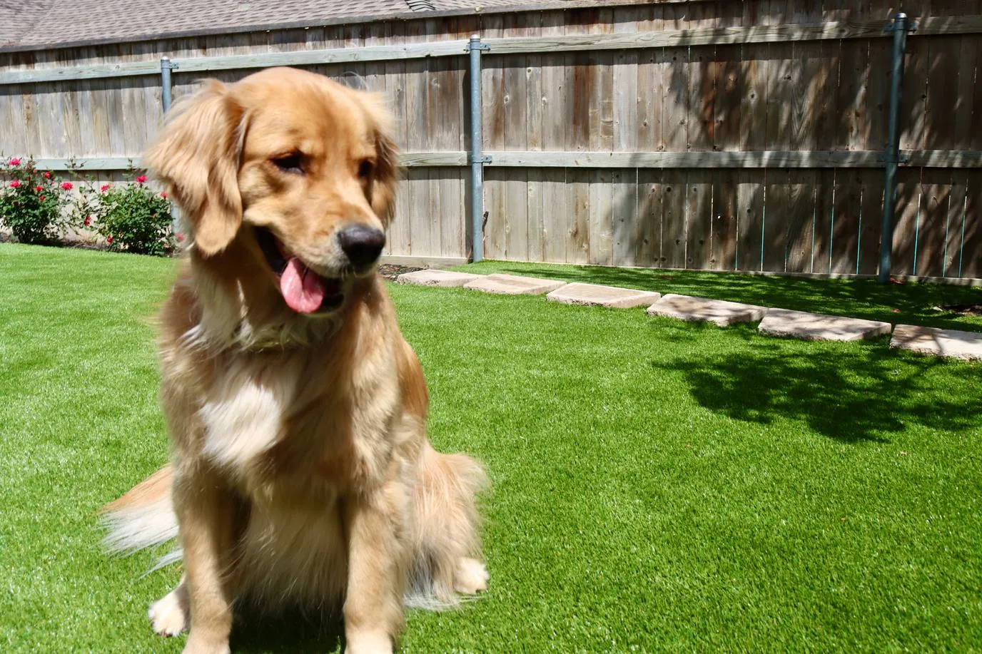 Golden retriever sitting on pet turf with rose border