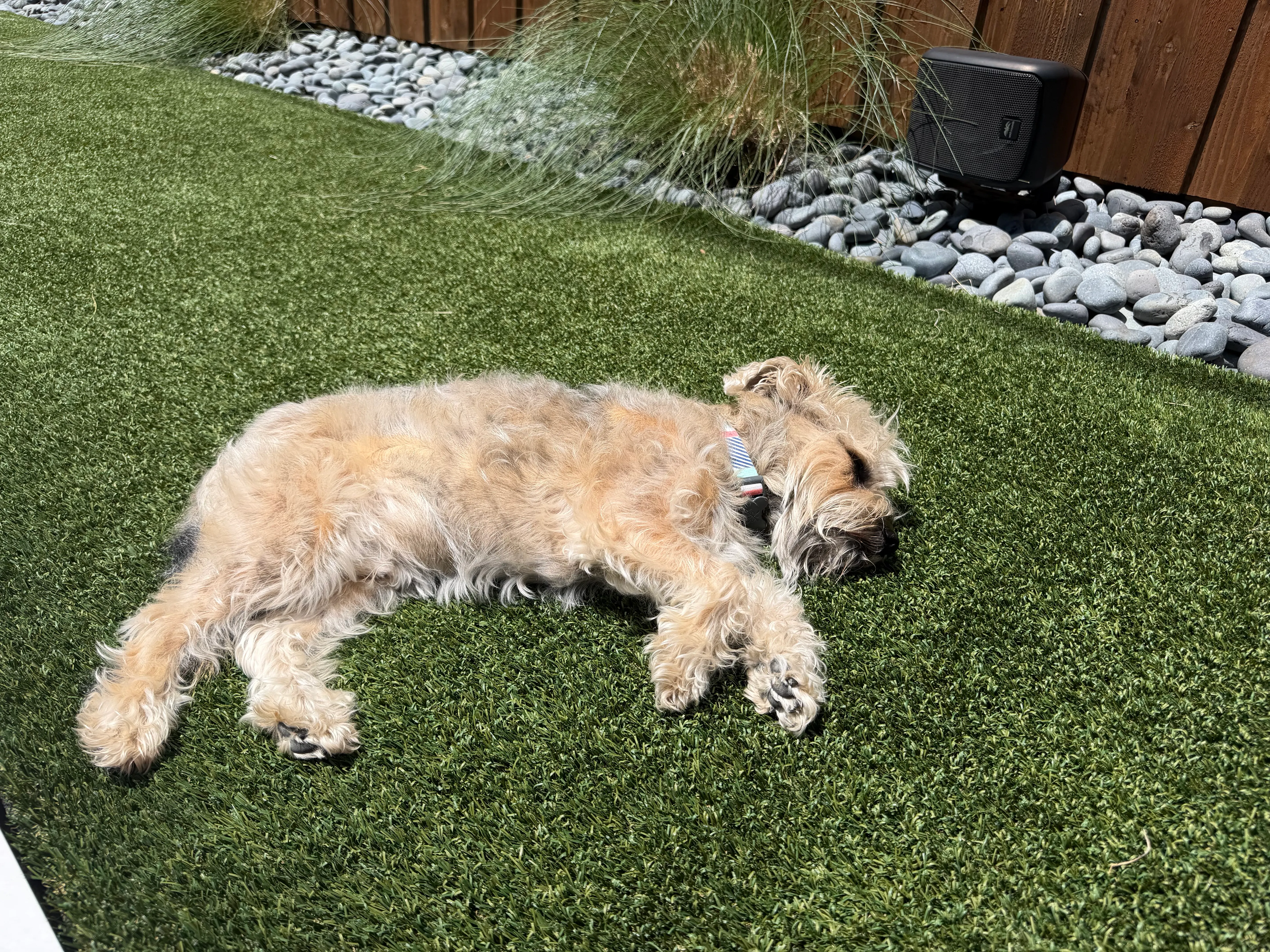 Wheaten terrier lying belly-up on artificial pet turf next to stone border in DFW backyard