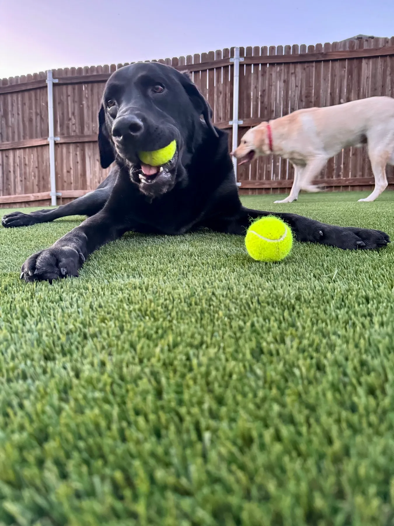Black Labrador with tennis ball on artificial backyard turf, yellow lab in background