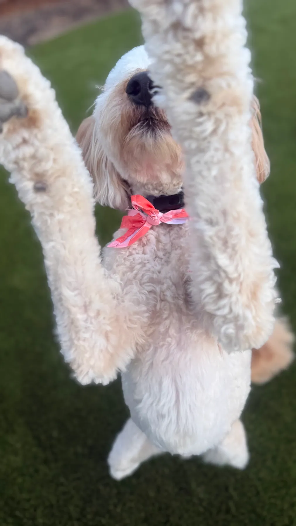 Goldendoodle jumping up on artificial pet turf in DFW backyard