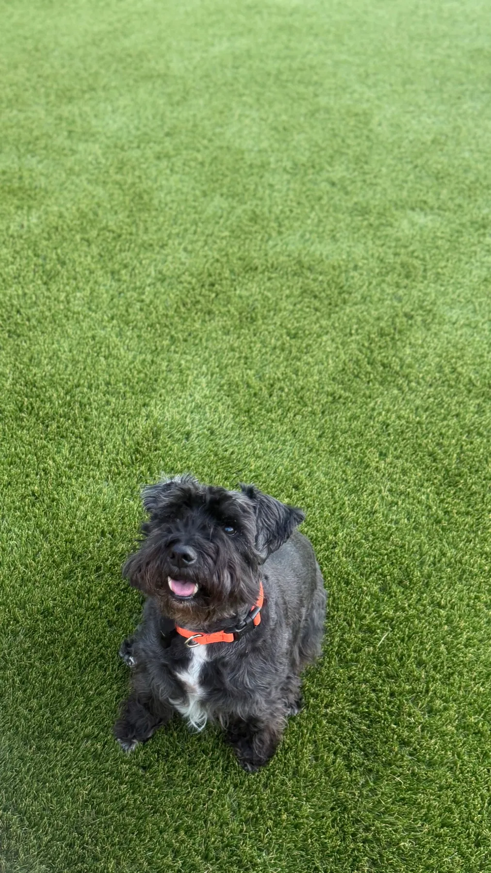 Black schnauzer mix sitting on lush artificial pet turf in North Texas