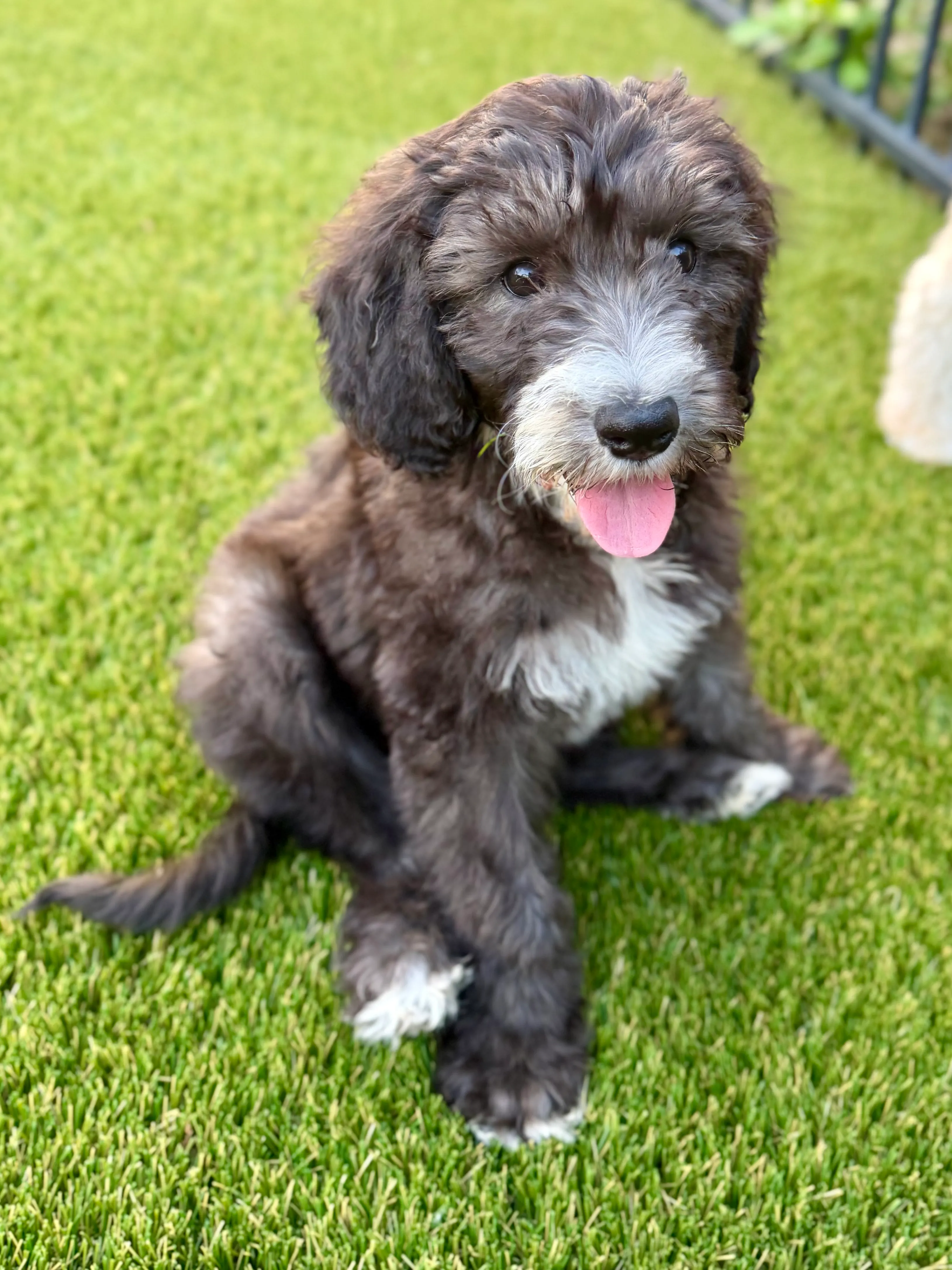 Charcoal bernedoodle puppy sitting on artificial pet turf with tongue out in DFW backyard