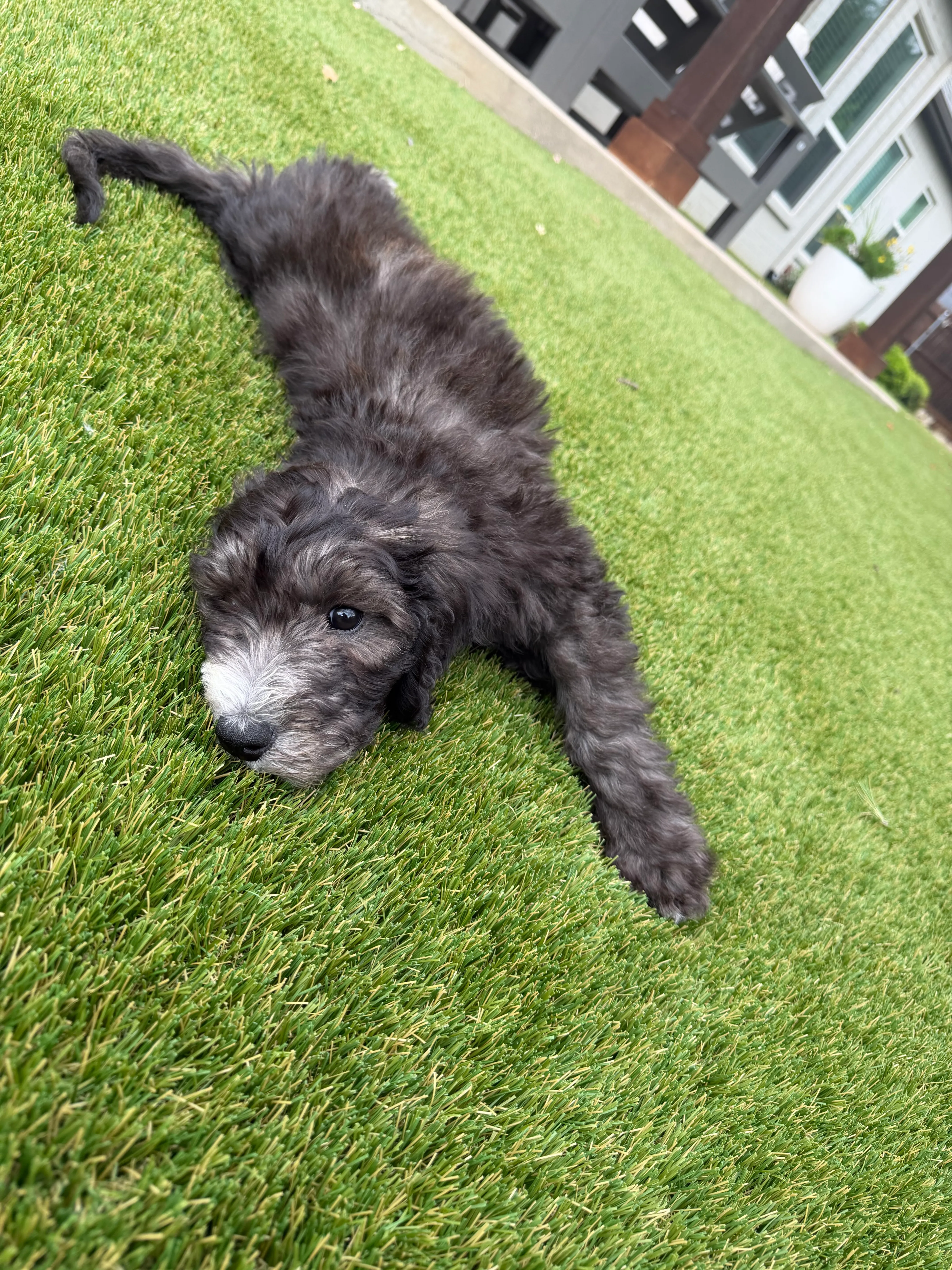 Bernedoodle puppy lying in playful pose on artificial pet turf beside modern home in DFW