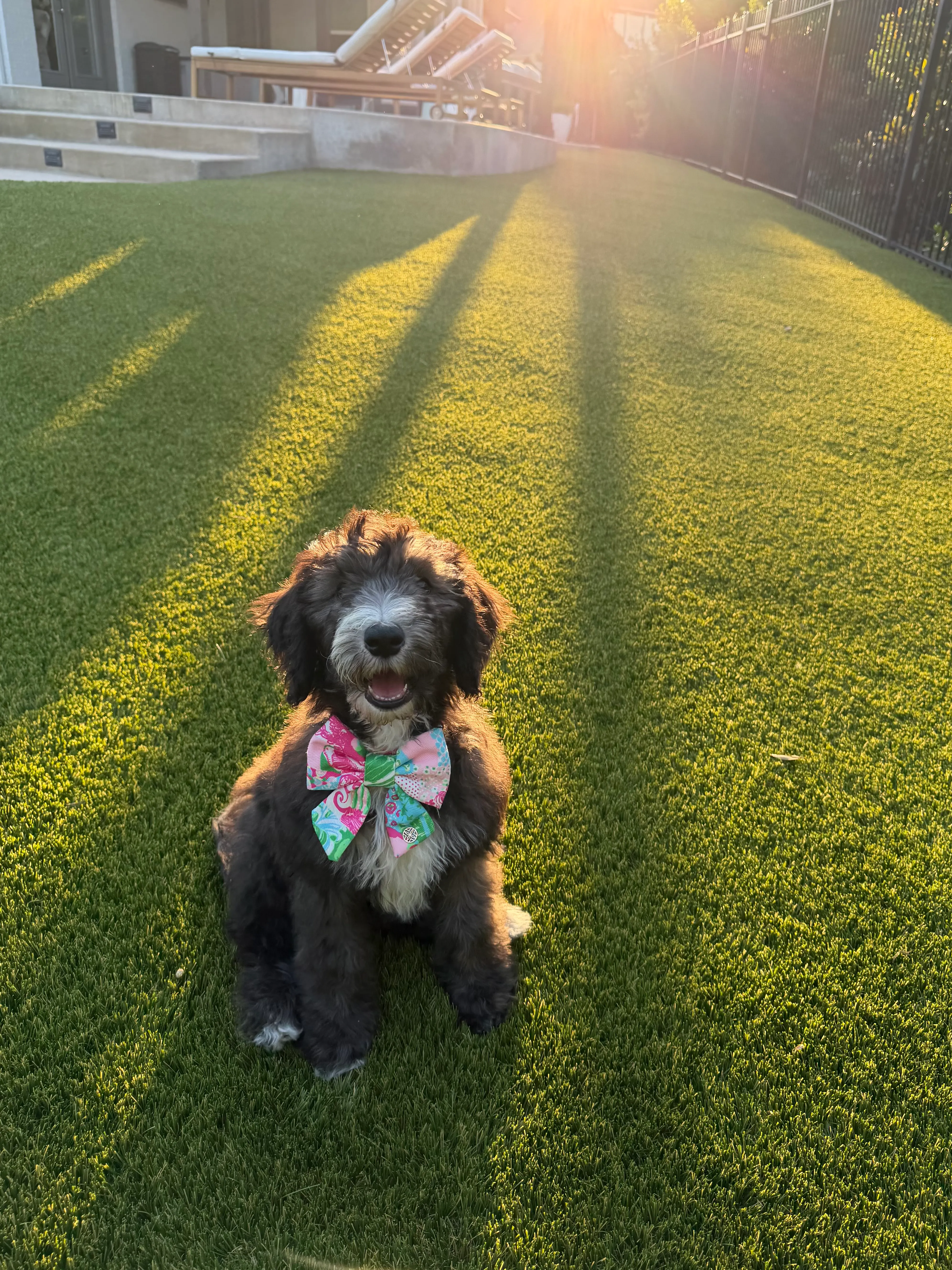 Dog on a Bearcat Turf & Outdoors antimicrobial pet turf lawn in North Texas