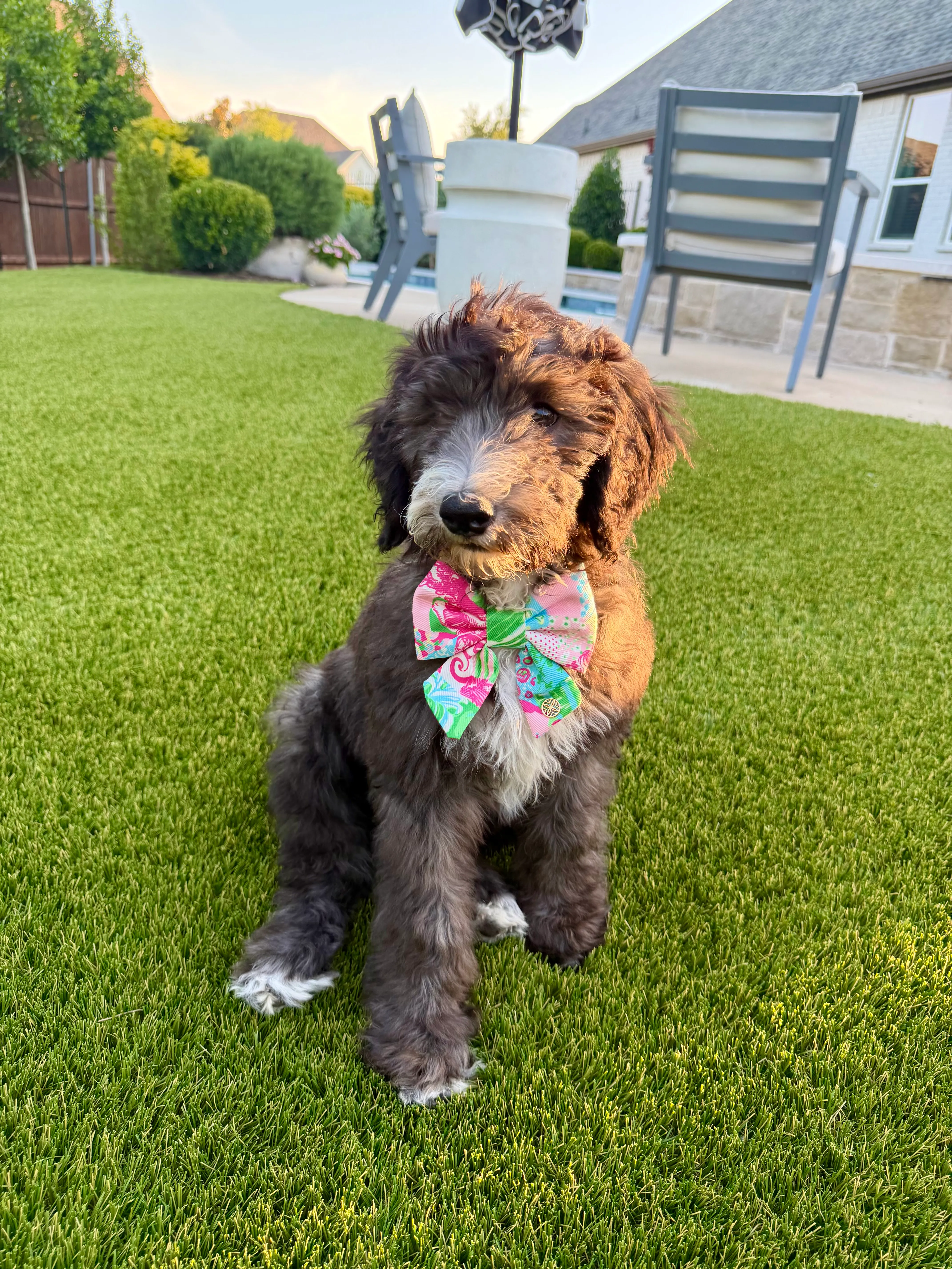 Dog relaxing on a Bearcat Turf & Outdoors residential pet turf install in Aledo / Parker County