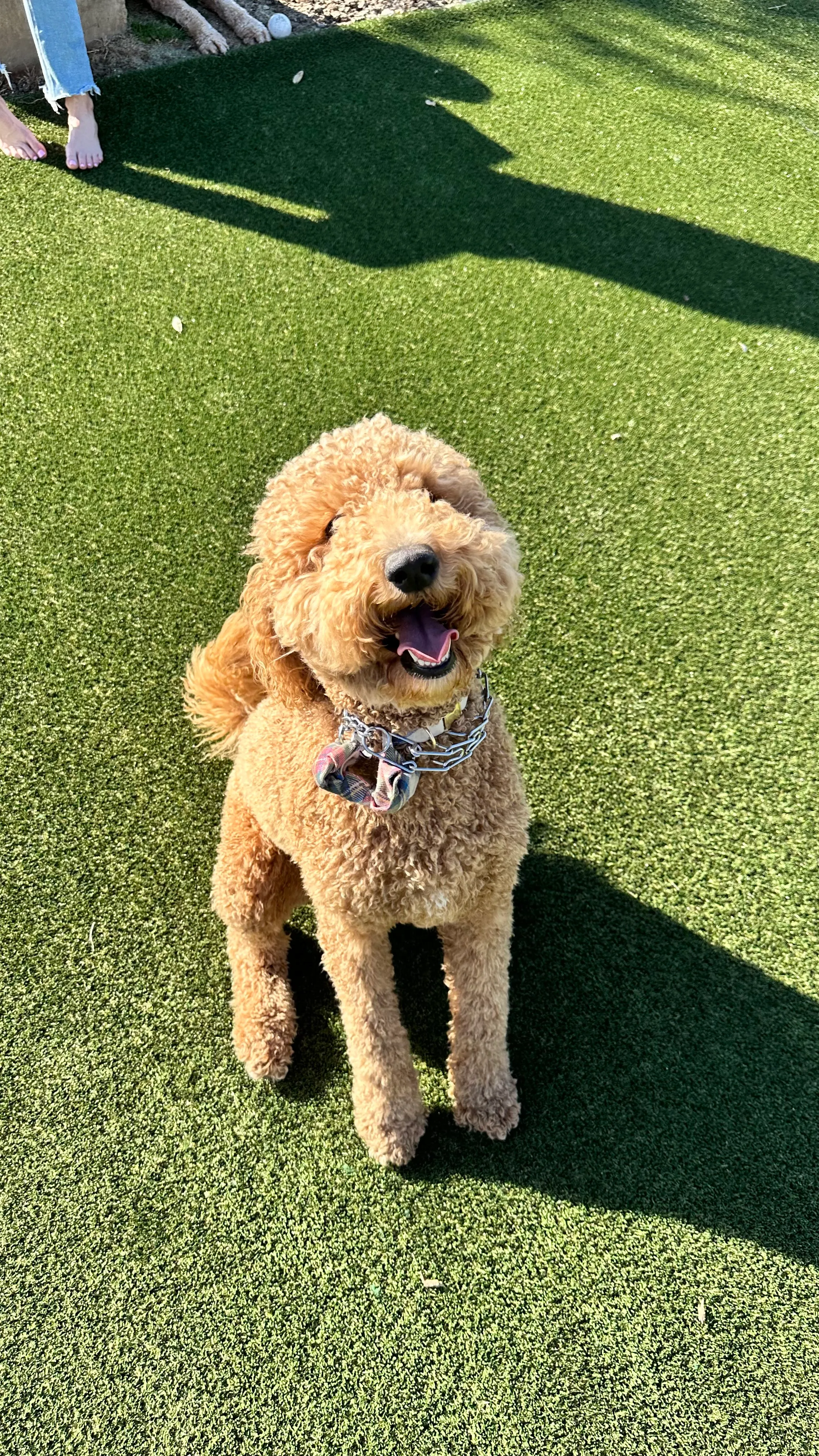 Goldendoodle smiling on artificial turf in a DFW community common area