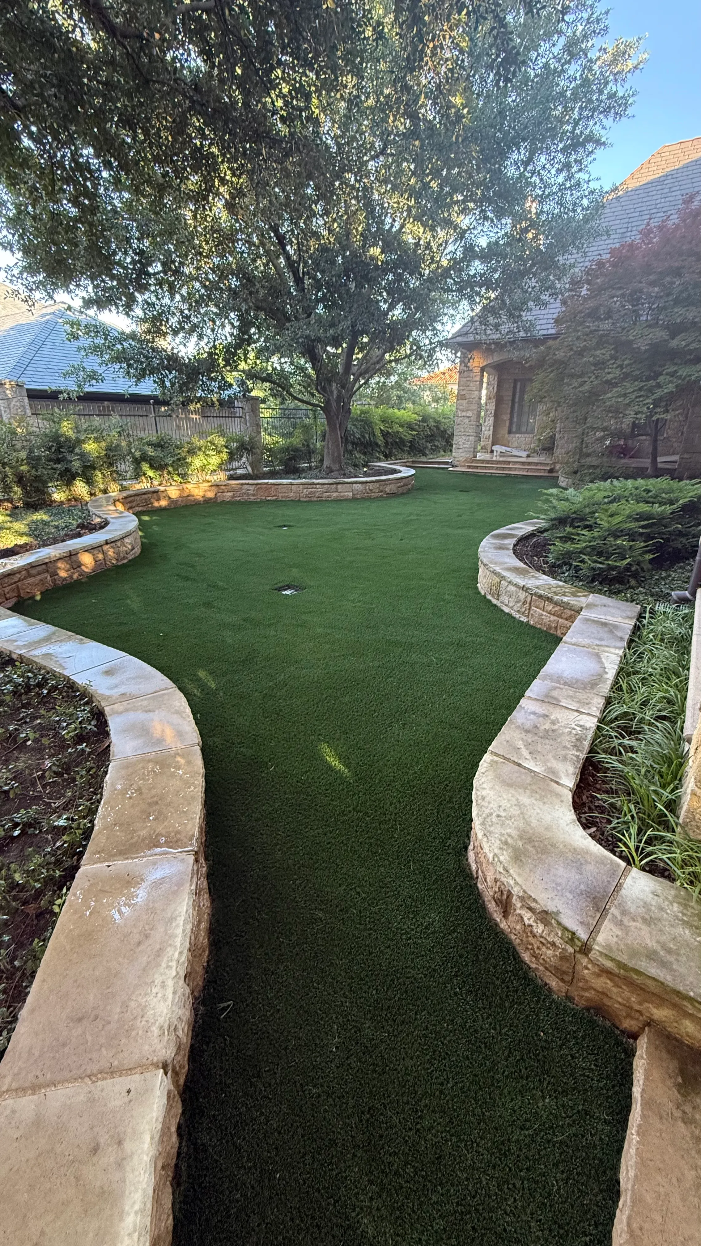 Curved artificial putting green wrapping around a mature oak tree in a stone-walled DFW courtyard backyard